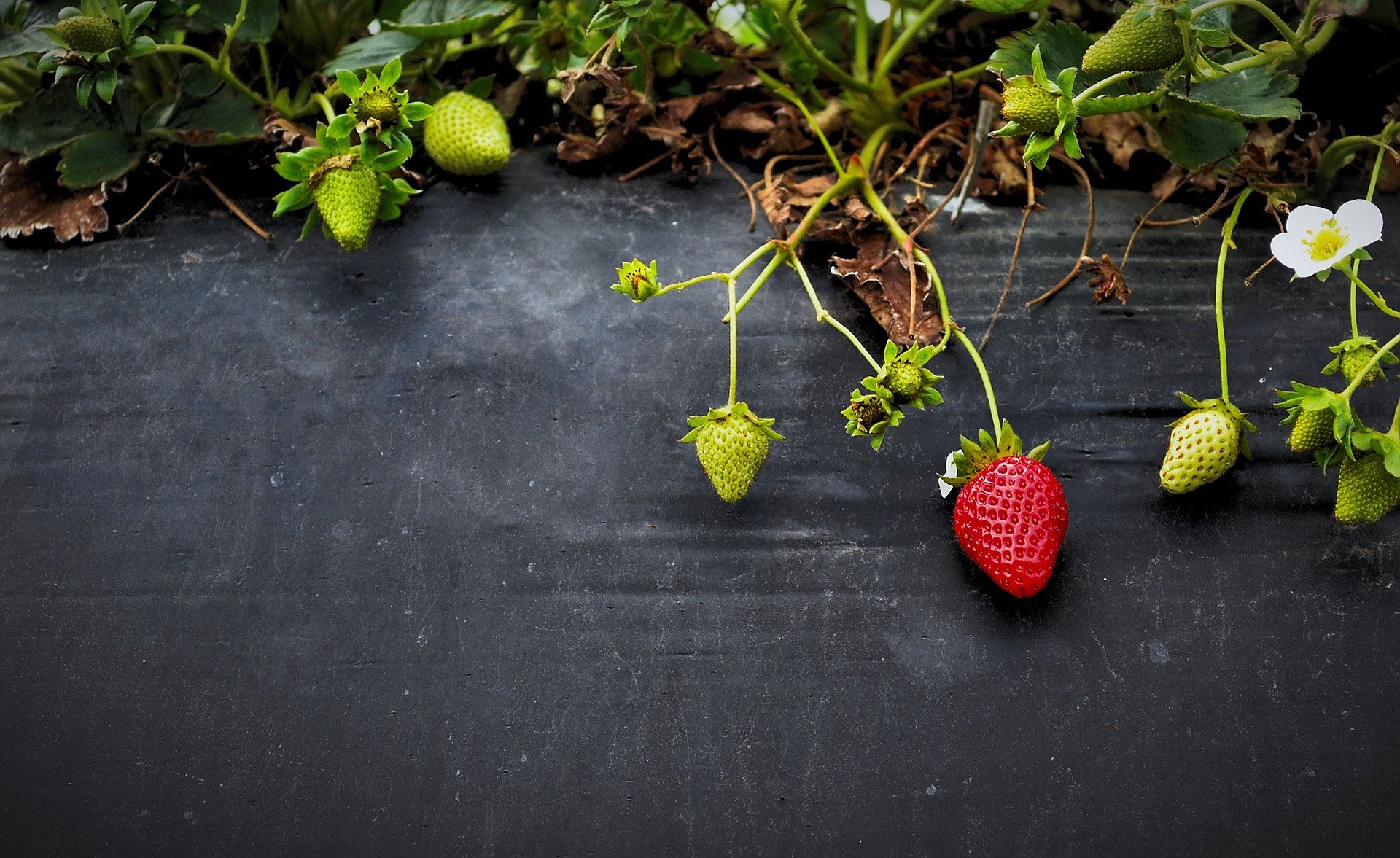 California’s strawberry fields may not be forever. Could robots help?