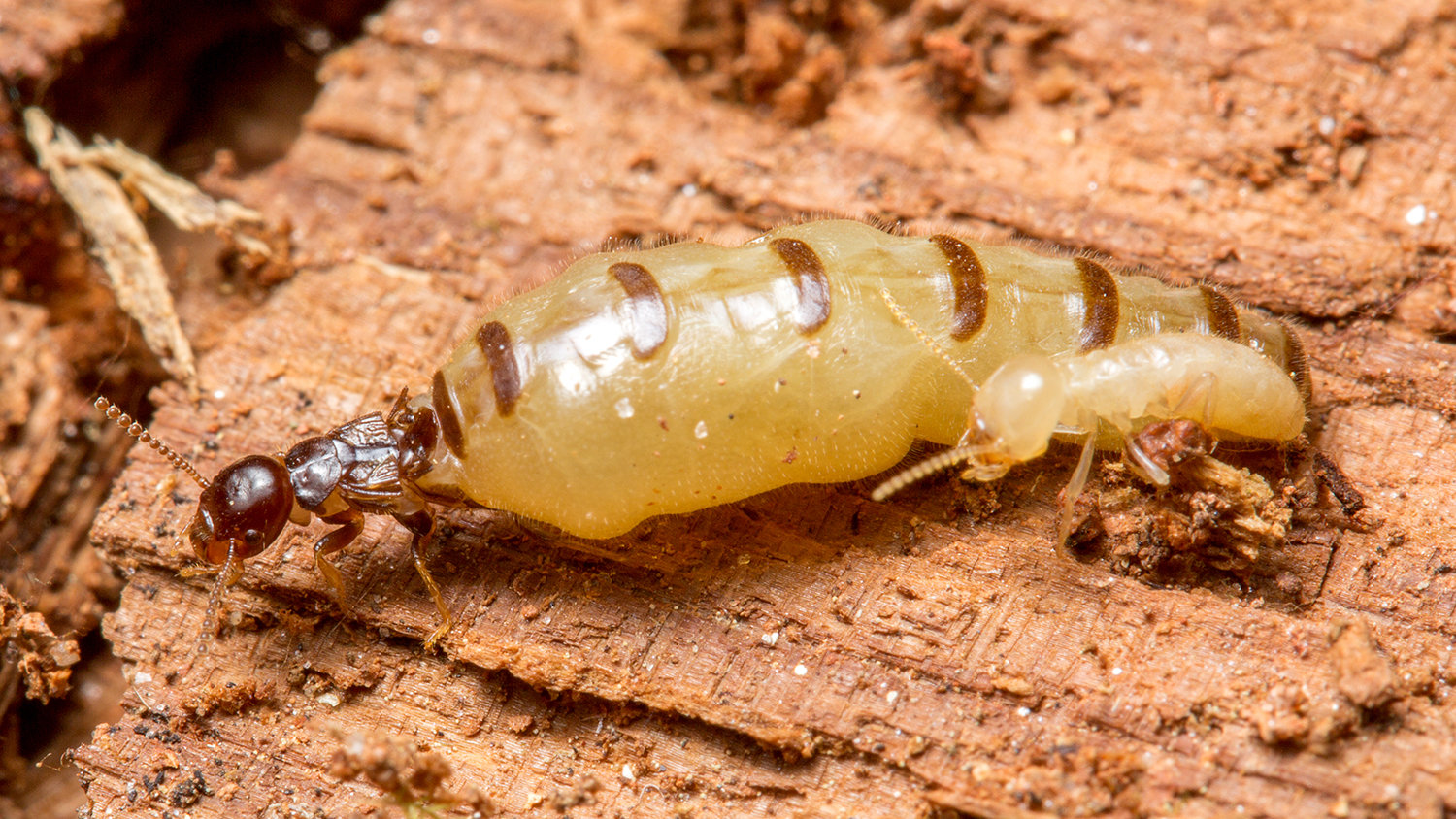 Termite queen, king recognition pheromone identified