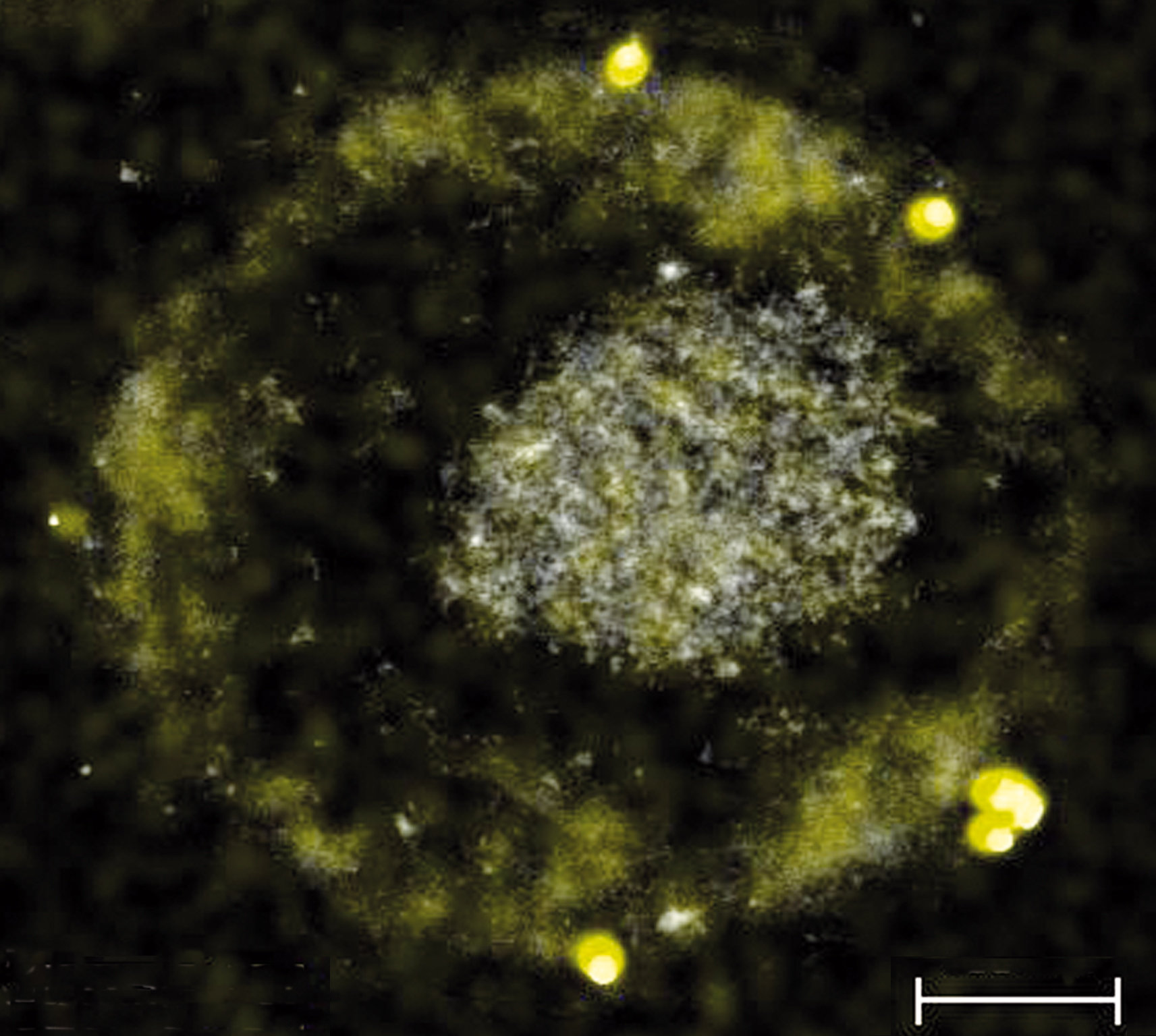 Gold-digging bacterium makes precious particles