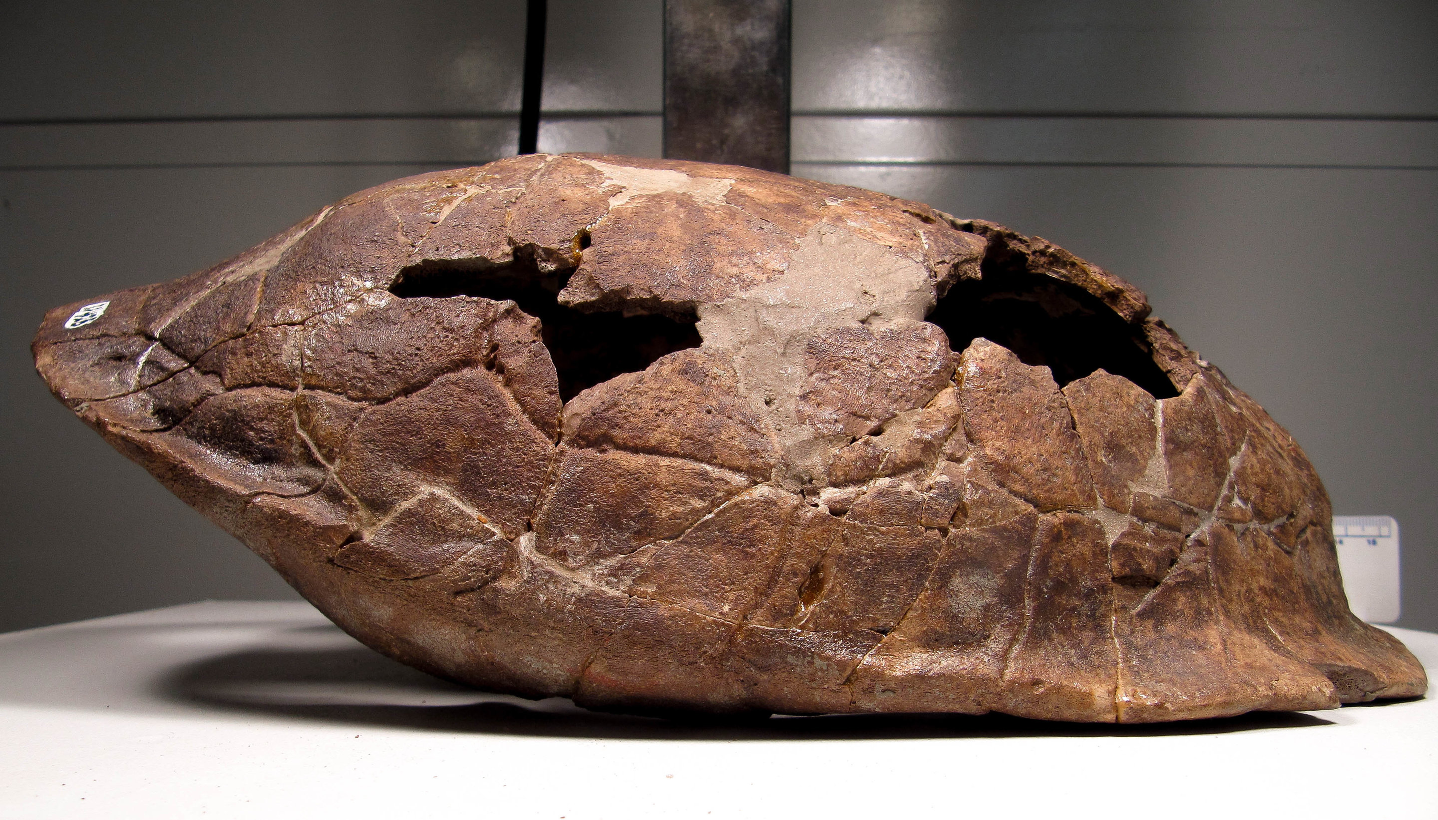 Identities discovered. Fossil Shell окаменелость. Gyrodus Fossil. Мегавайтсия окаменелость. Древнейшие ископаемые.