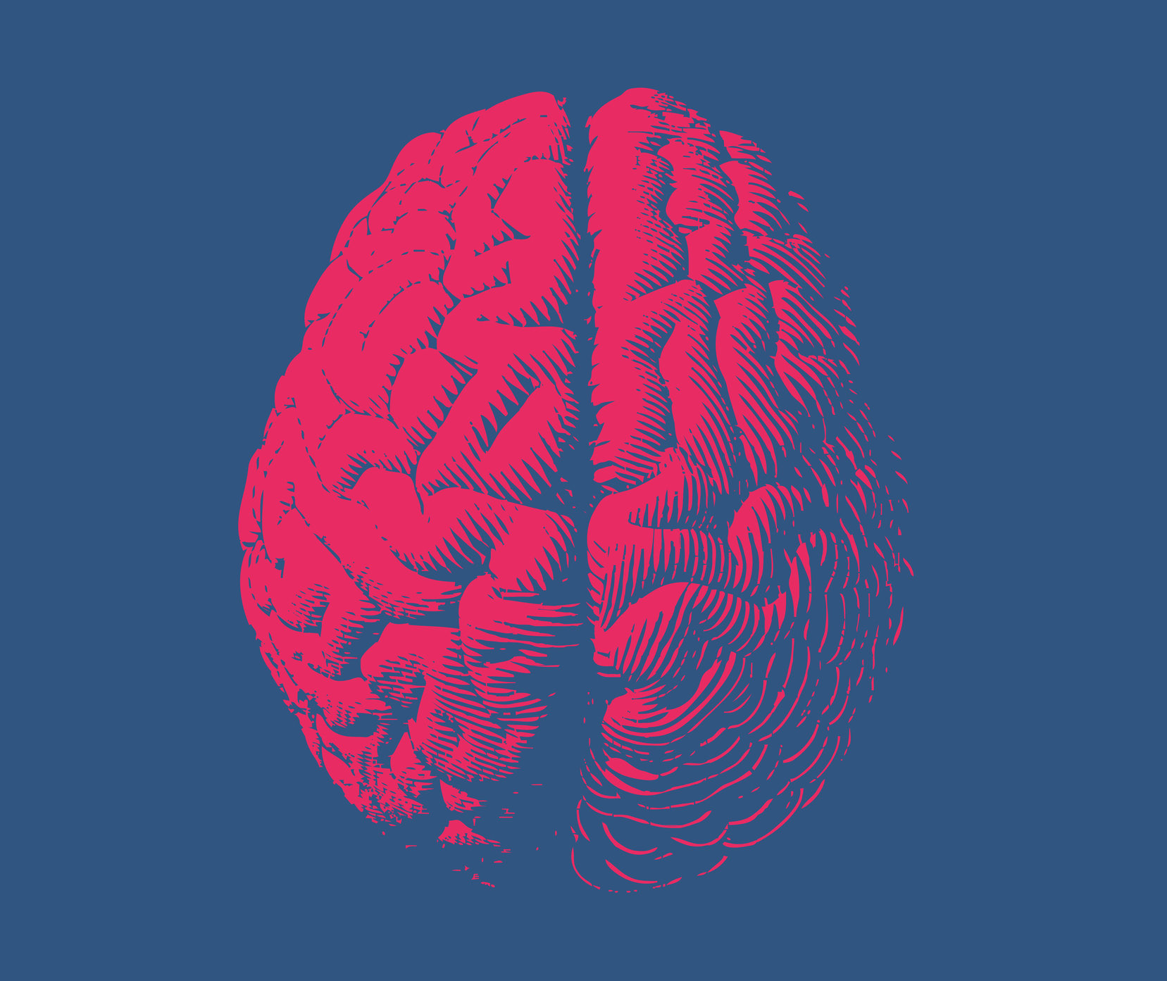 Полушария мозга. Мозг вид сверху. Квадратный мозг. Мозг человека рисунок.