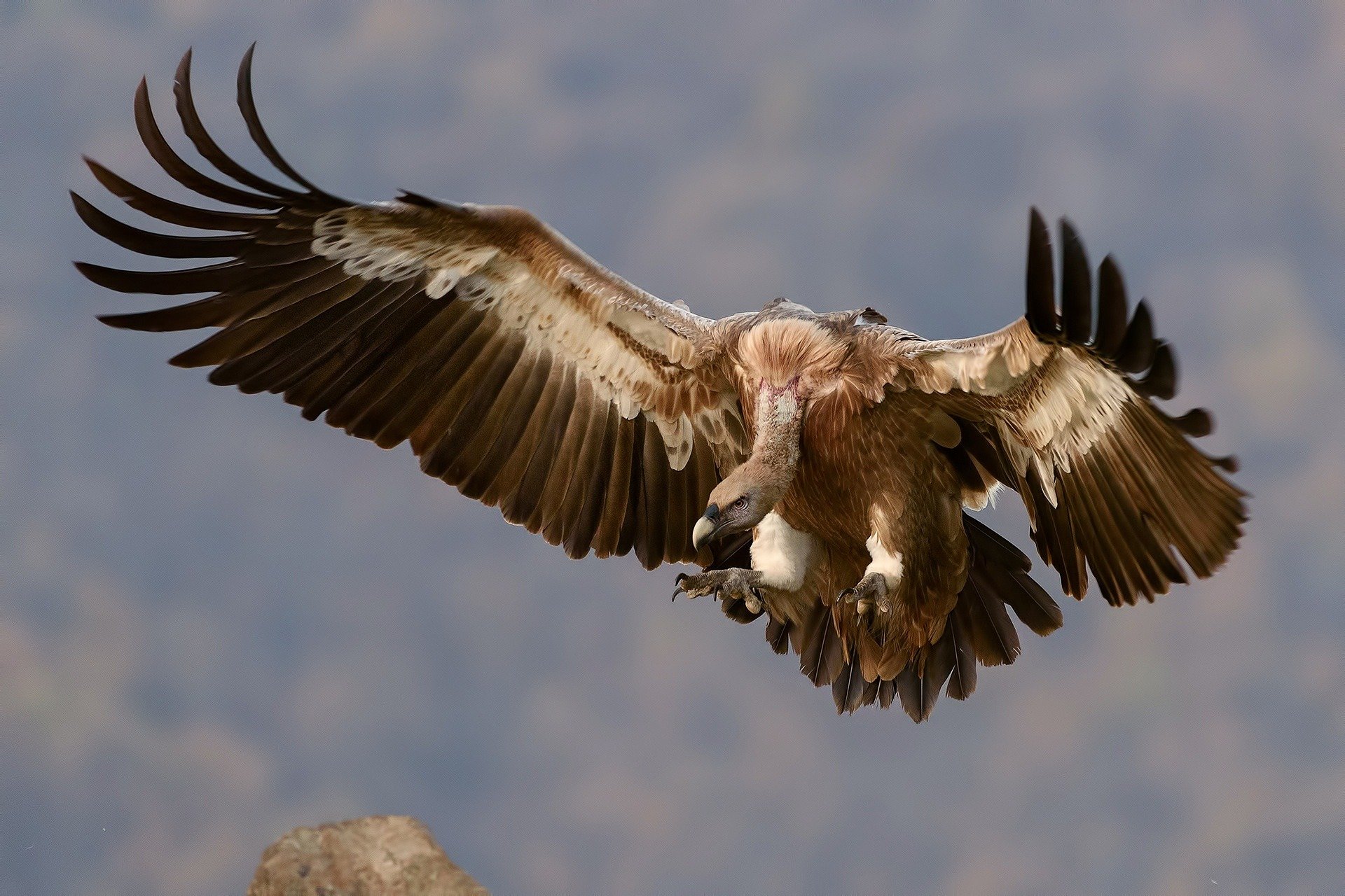 vultures flying