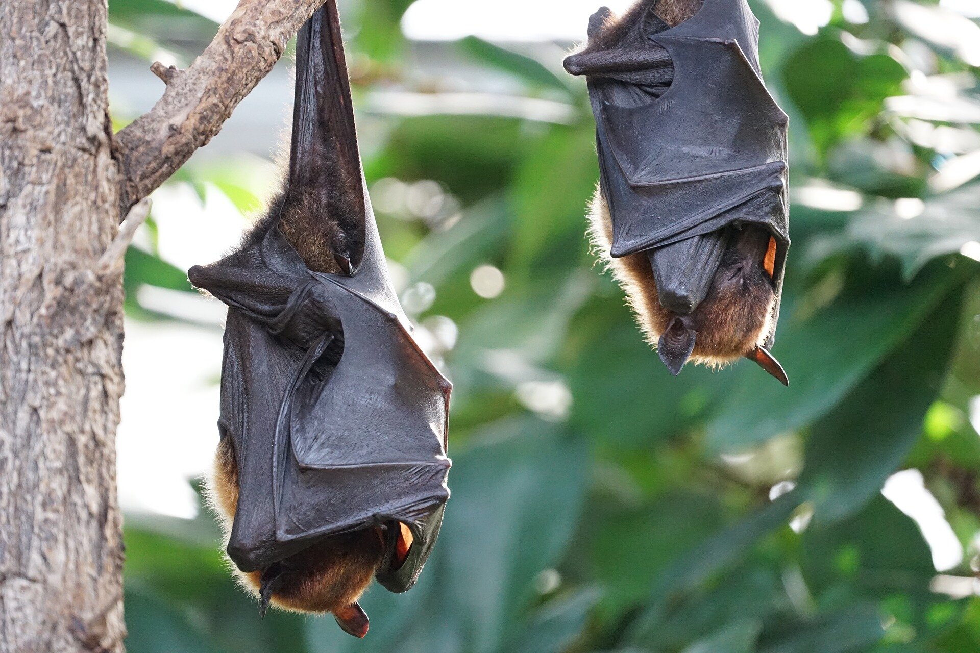 Bats live mostly out of sight and out of mind. But their falling numbers are  a reason to look up and worry