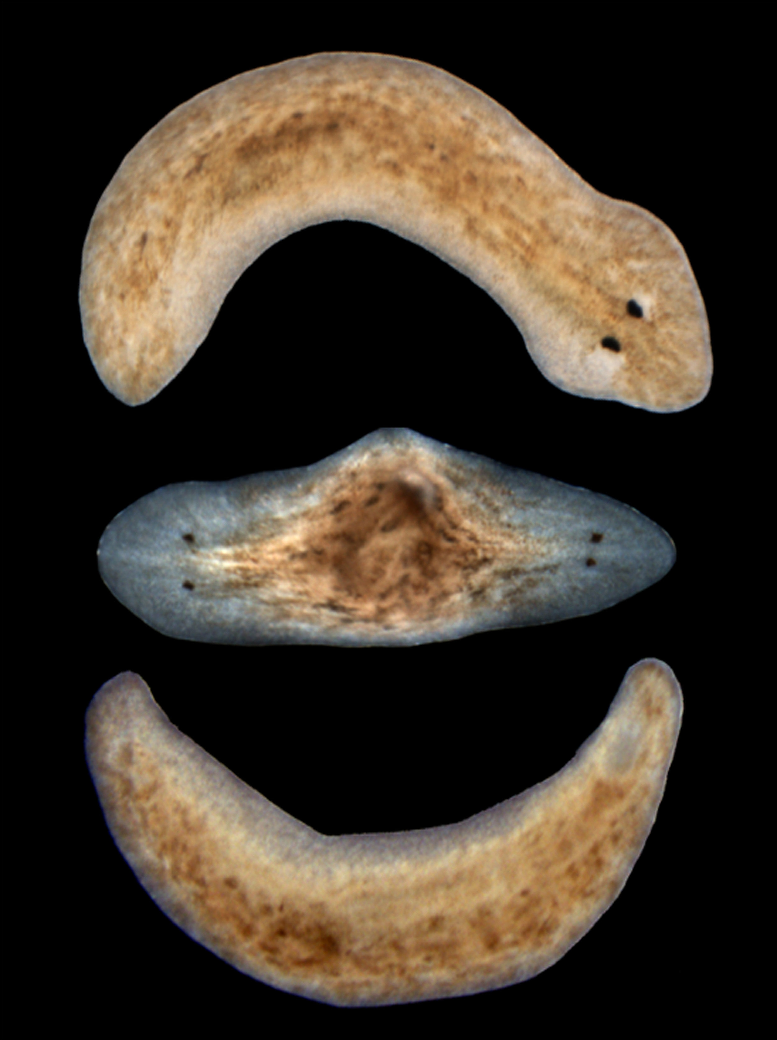 planaria two heads