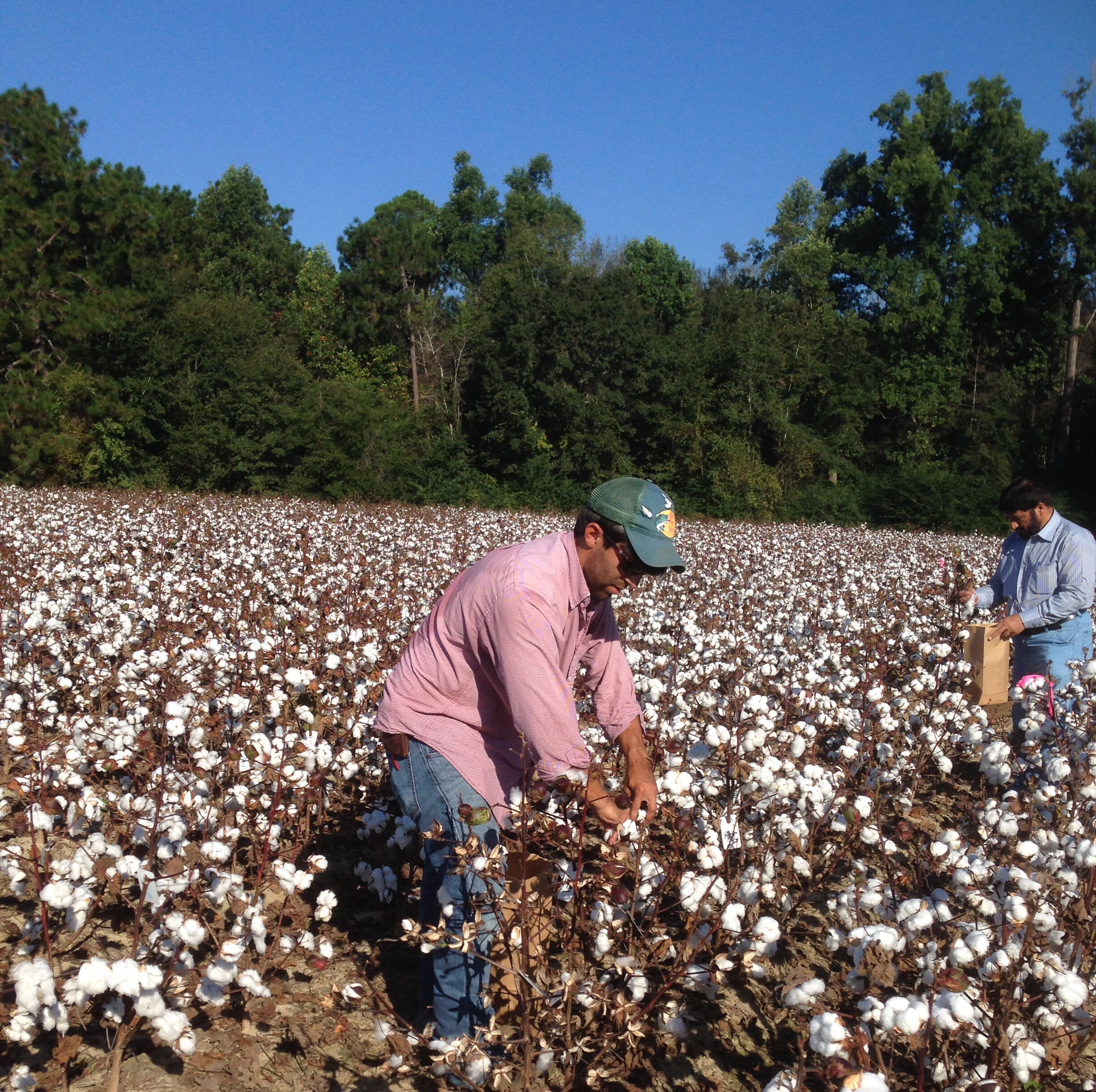 Exotic' genes may improve cotton yield and quality