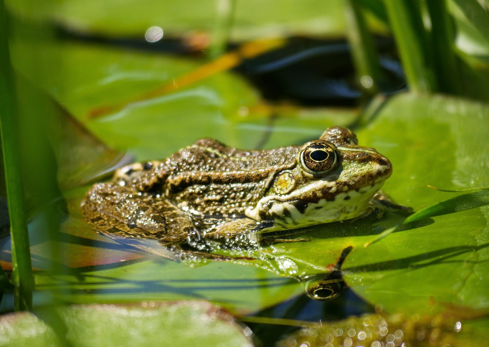 Study provides new clues to killer frog disease