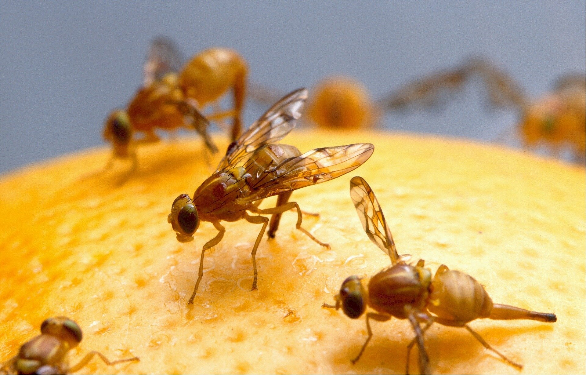 Fruit Flies Are Invading Los Angeles. The Solution? More Fruit