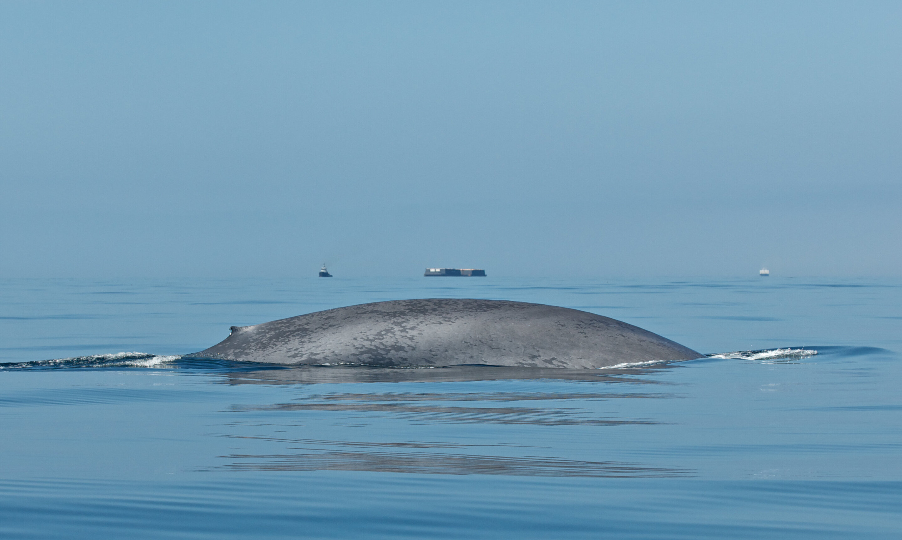 photo of How long does a whale feed? New data gives insight into blue and fin whale behavior image