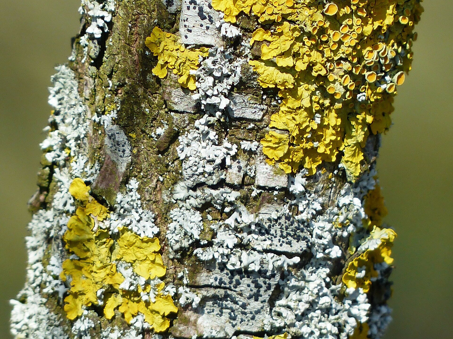 Study Reveals How Lichens Stayed Together Split Up Swapped Partners And Changed Form Over 250 Million Years