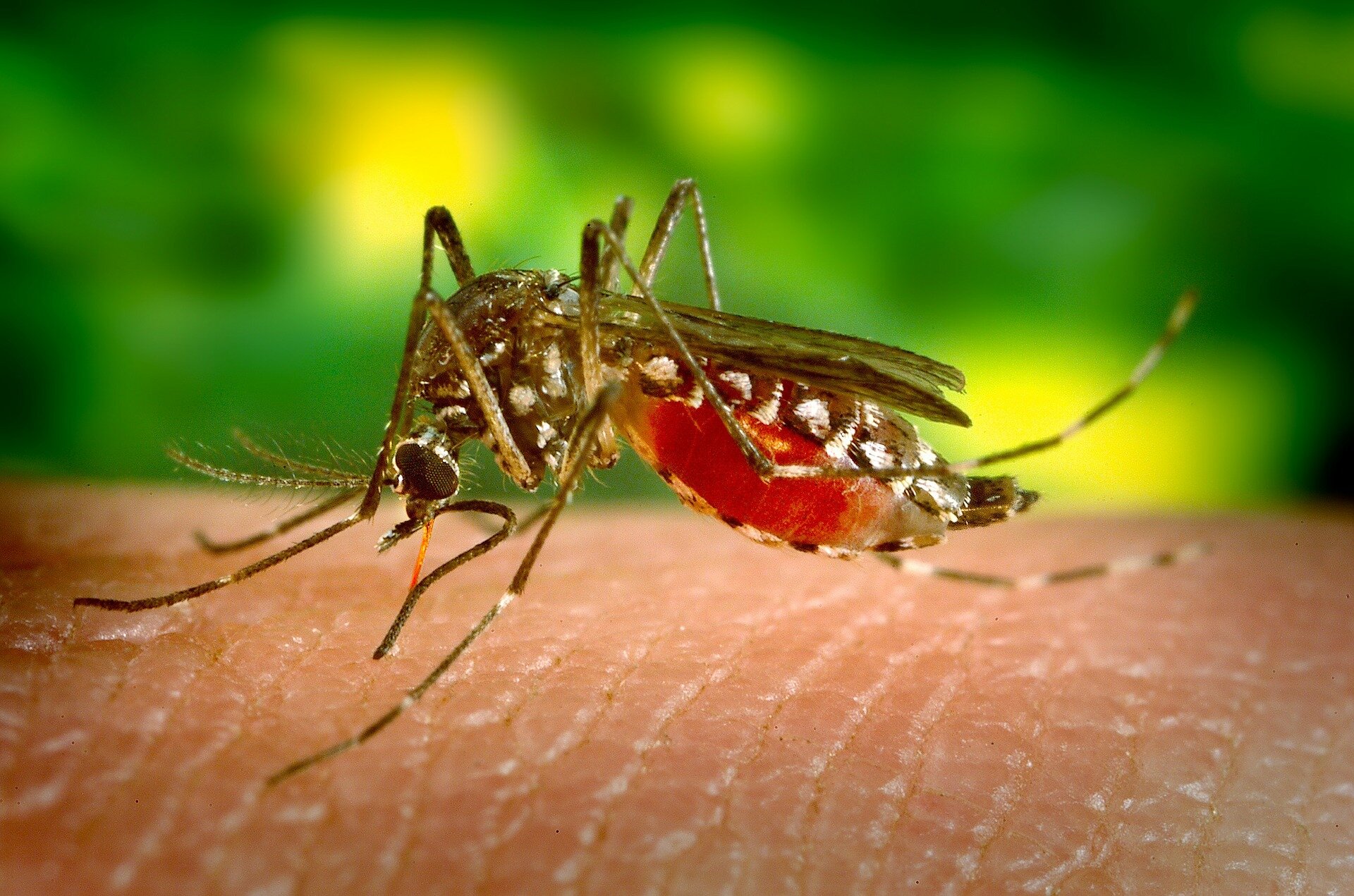 Human test subjects may no longer be needed for mosquito bite trials, thanks to invention of new biomaterial