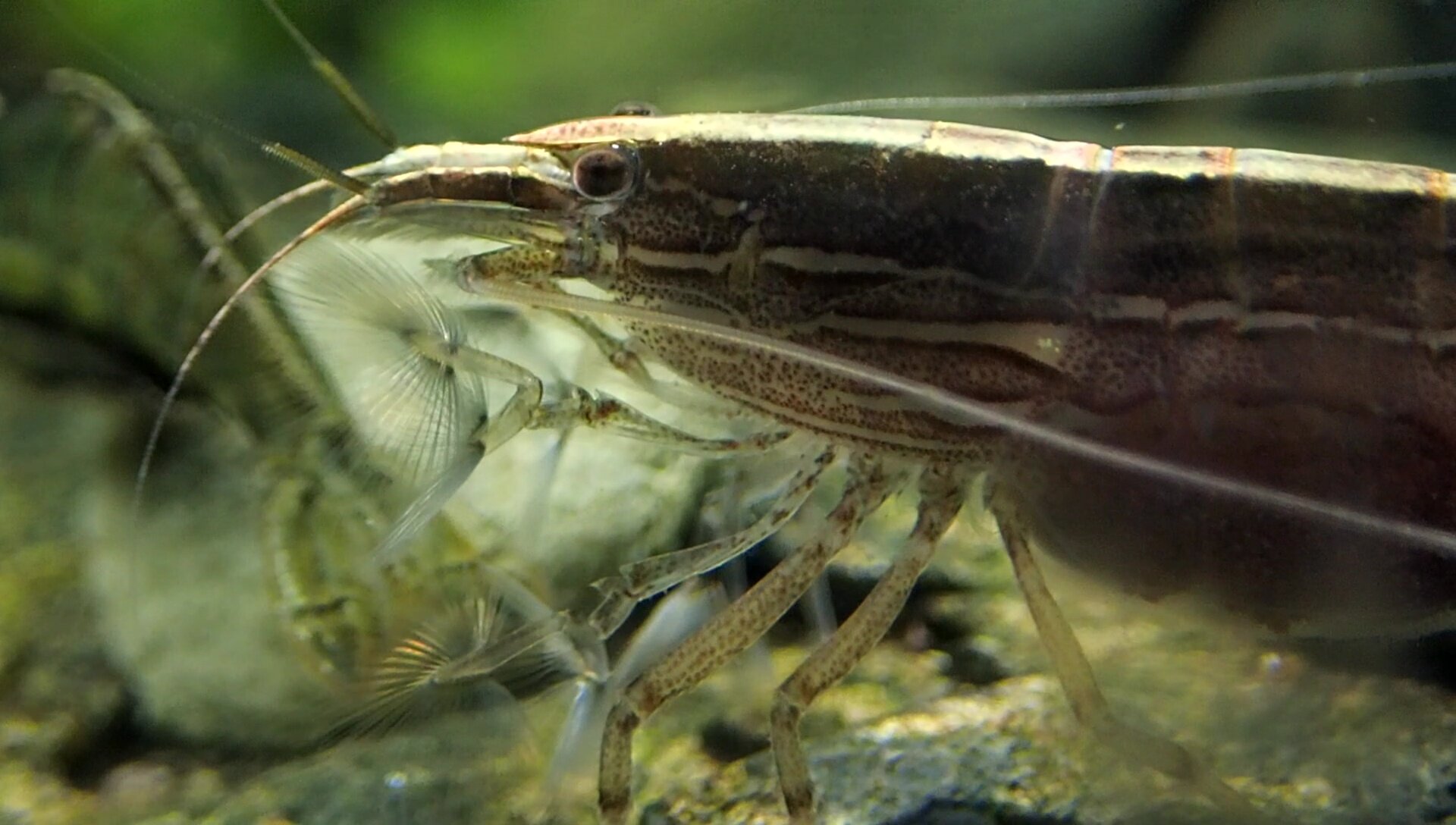 New Australian shrimp species scales waterfalls, changes gender