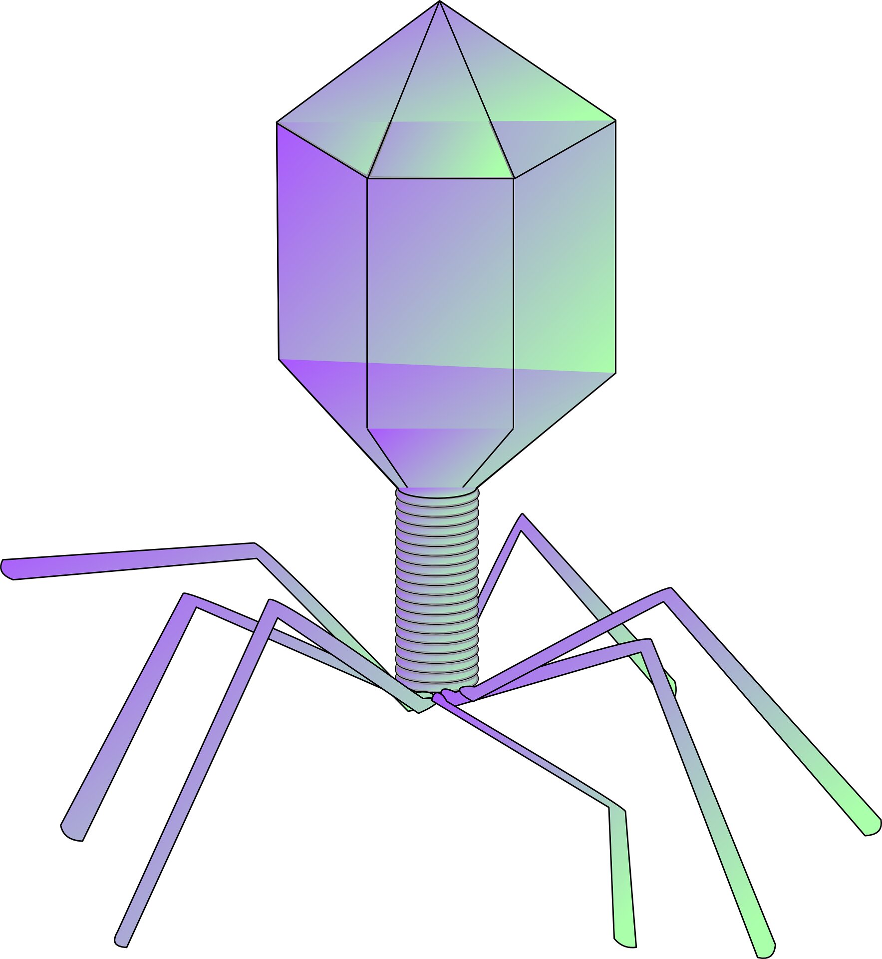 photo of Building better bacteriophage to combat antibiotic-resistant bacteria image