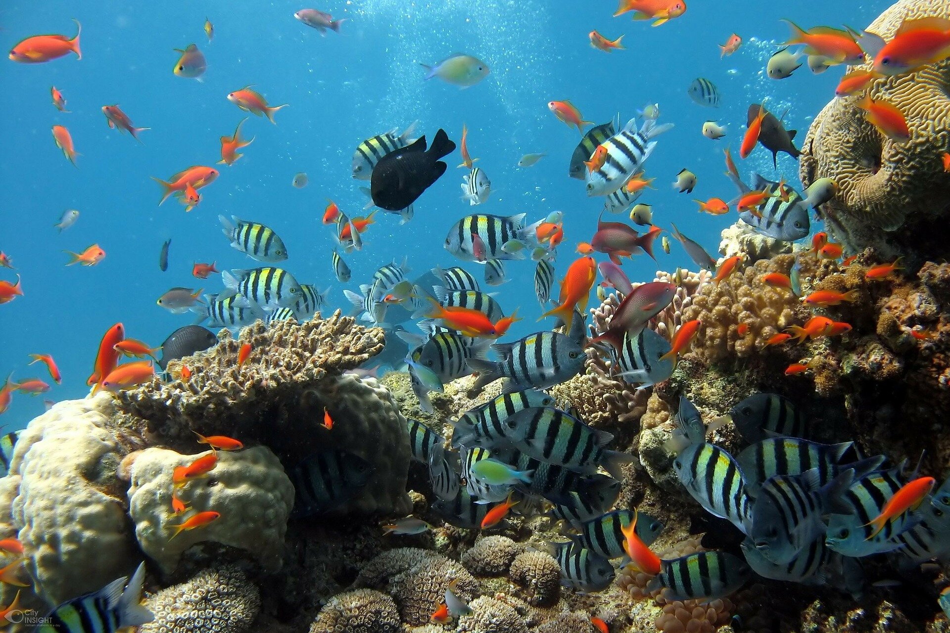 Artificial Coral Reefs 