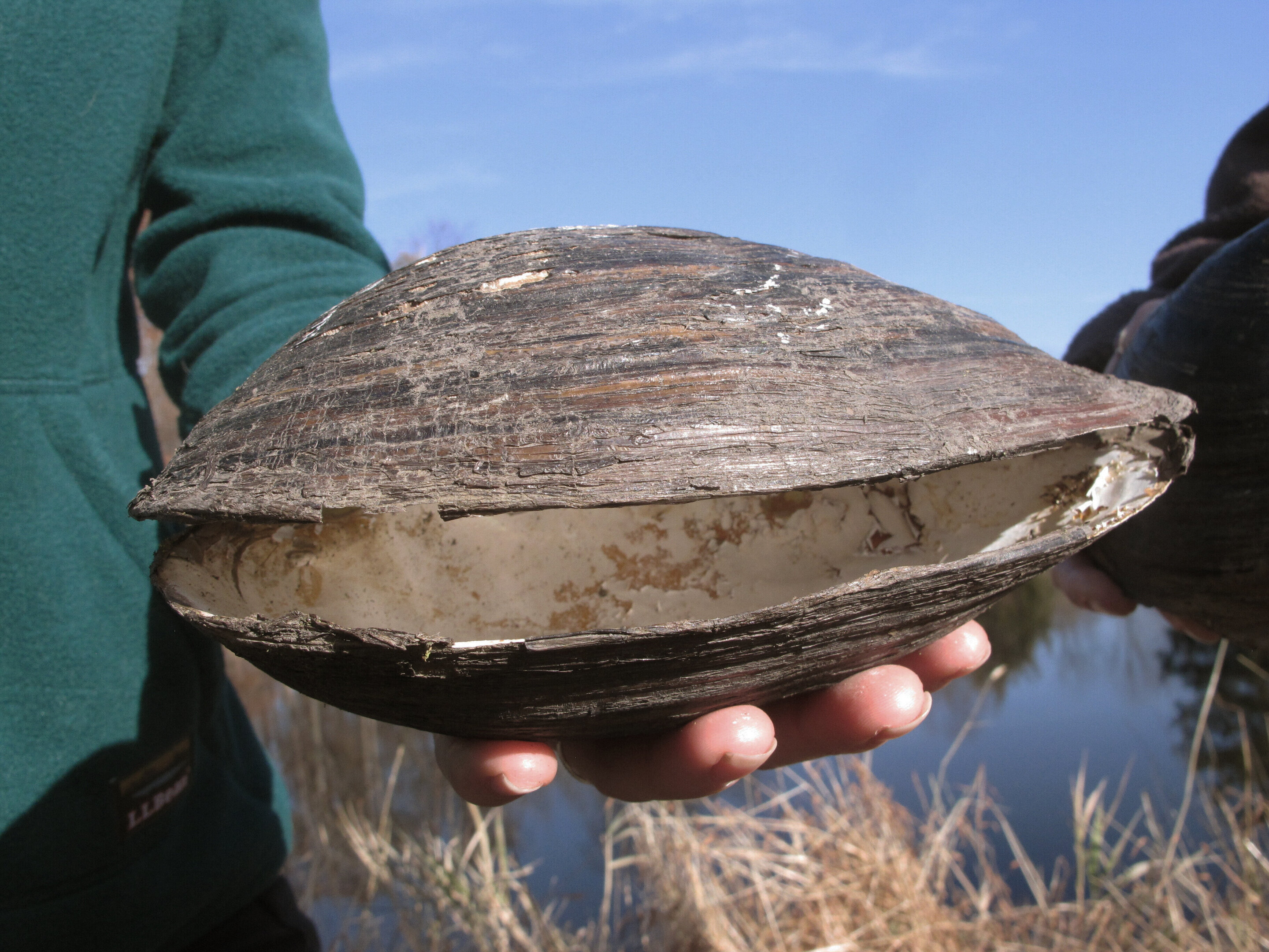 giant mussel shell