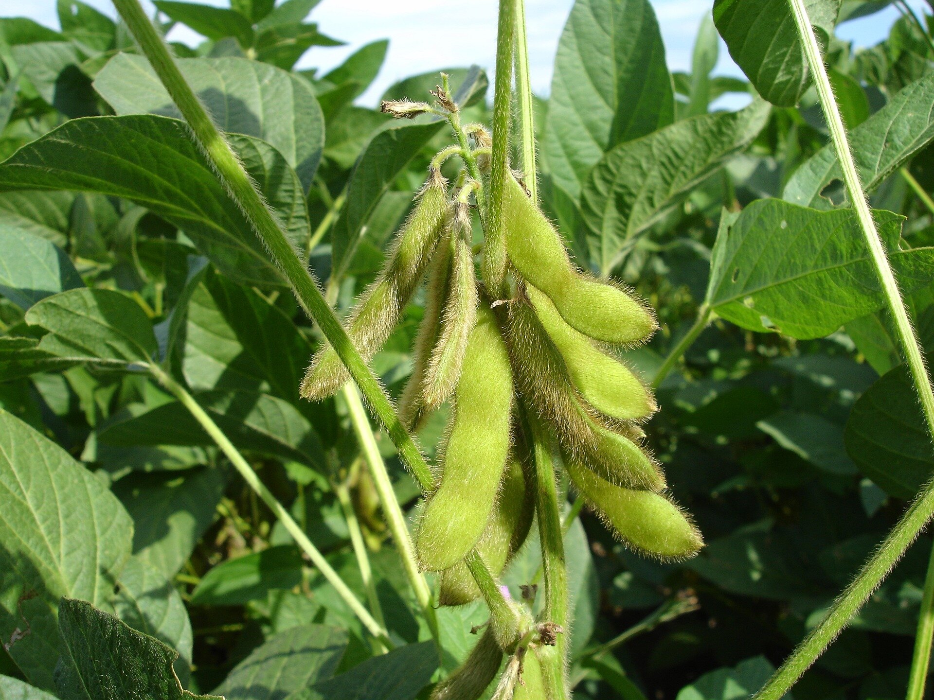 3 300 plantes de soja fongiques cachées : une nouvelle recherche explique l’importance