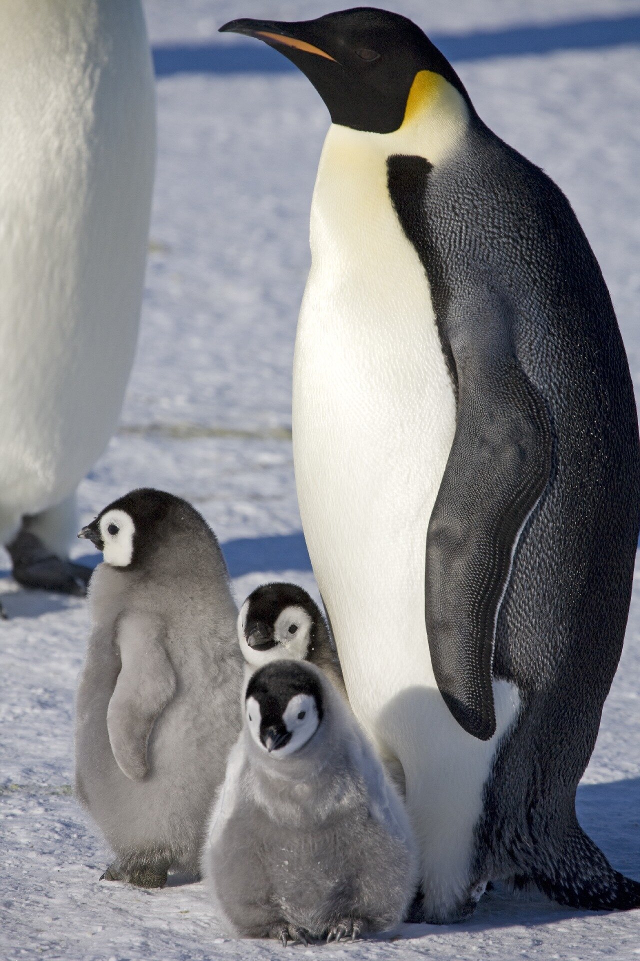 Two Penguins Share A Hug