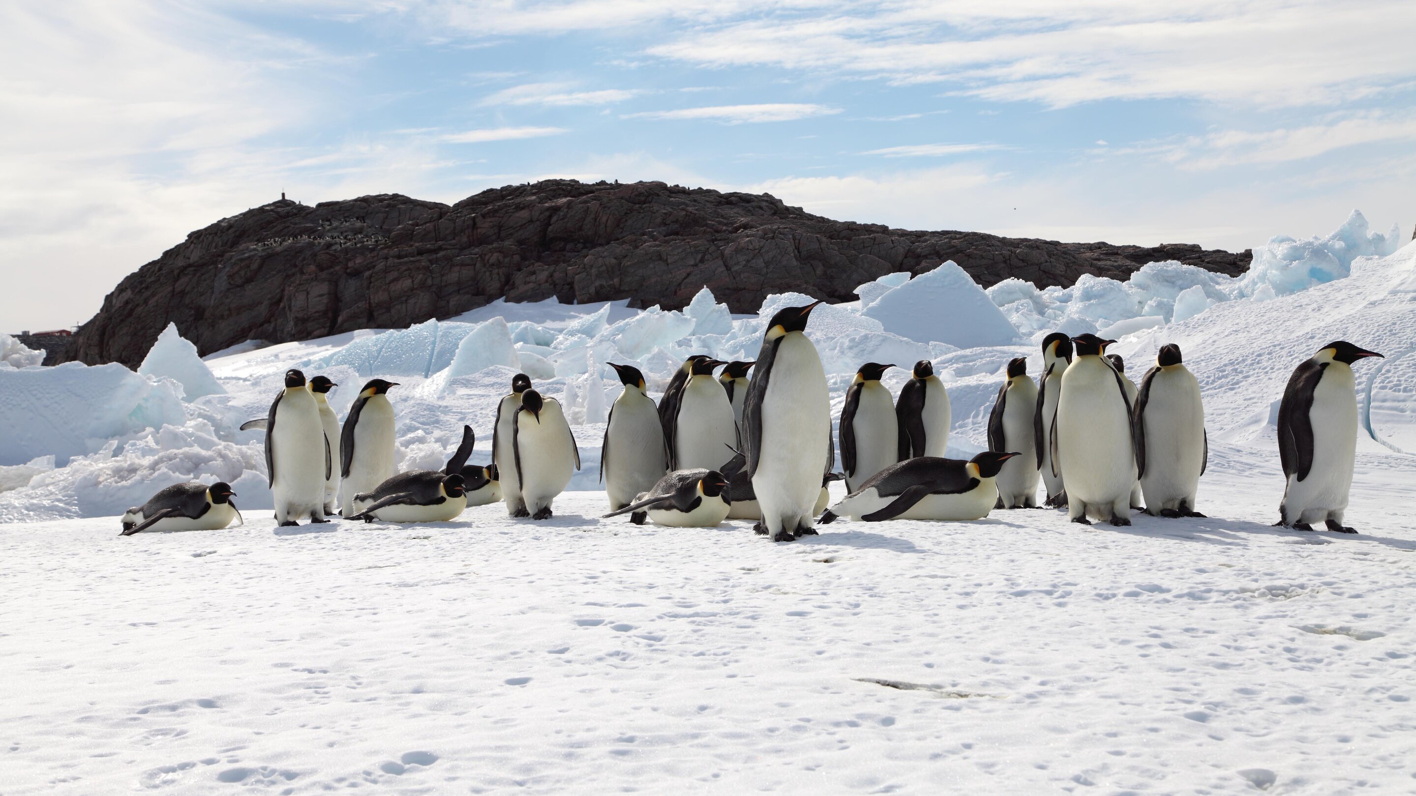 Unless warming is slowed, emperor penguins will be marching towards  extinction