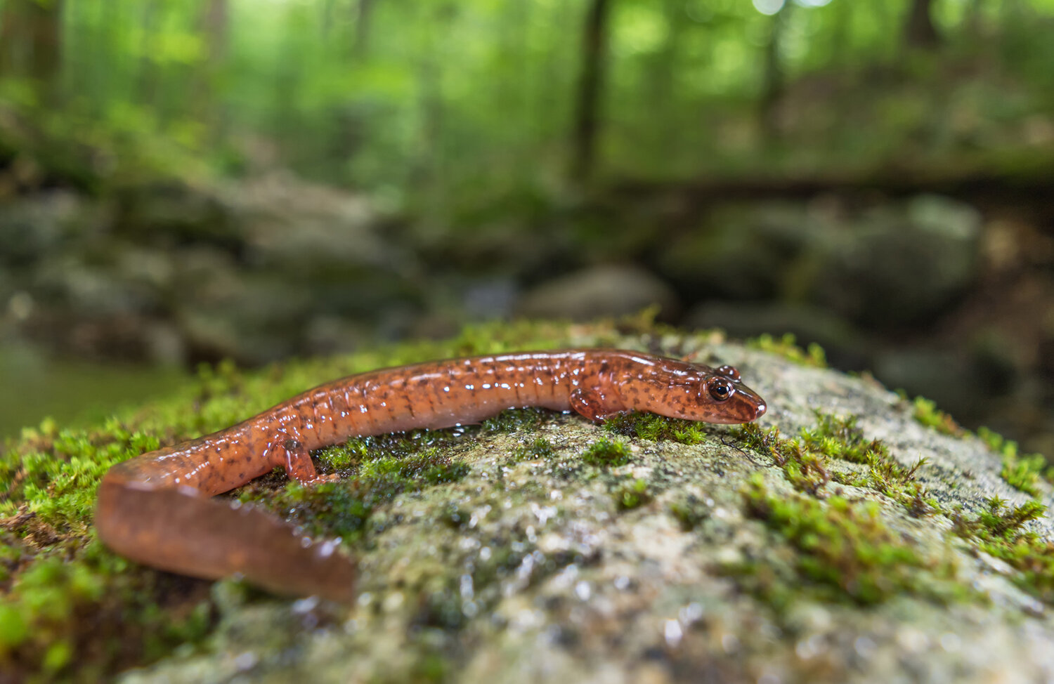 Climate change water variability hurts salamander populations - Phys.org