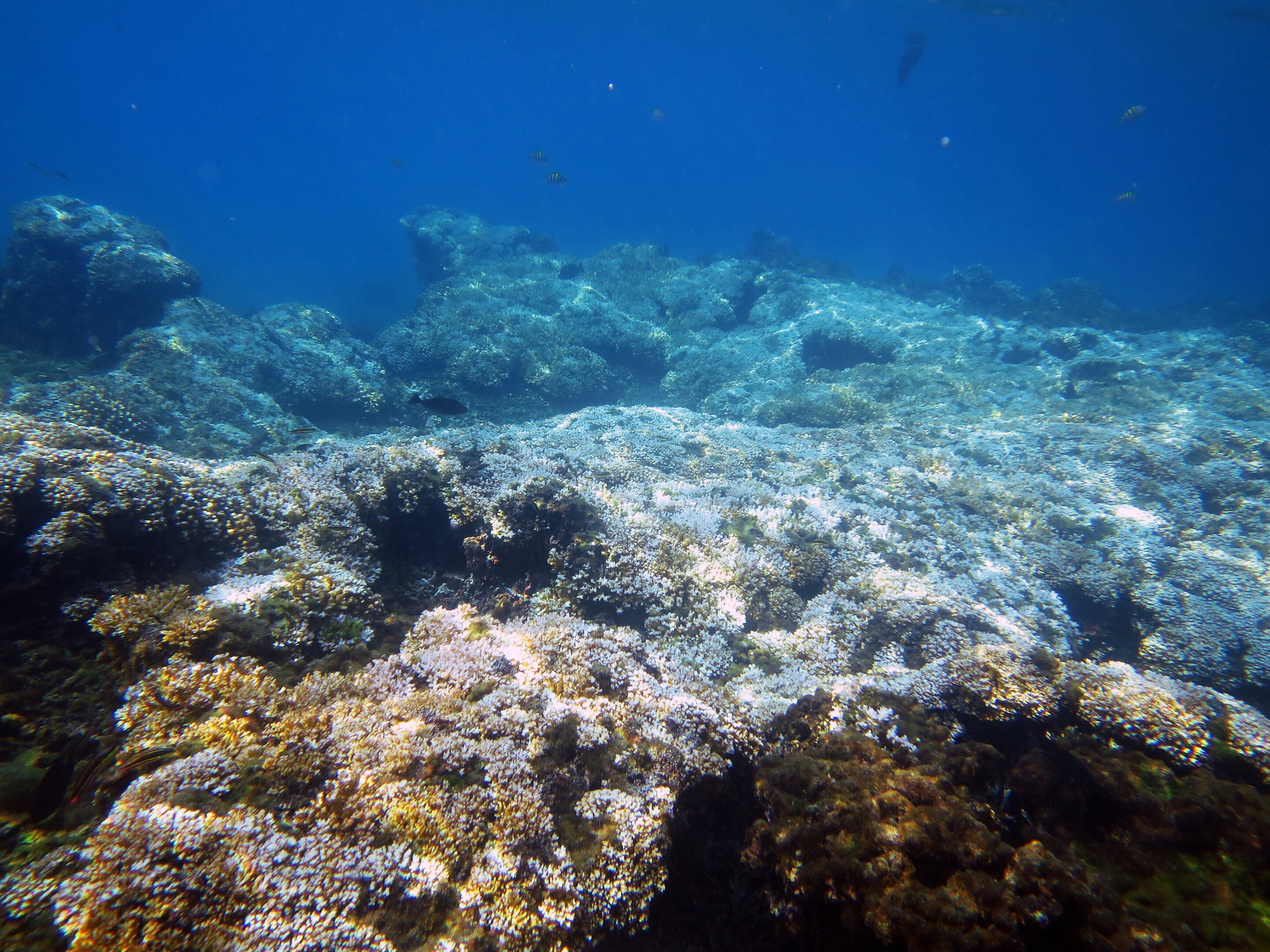 New research finds ocean warming forces reefs into cool-water refuges - Phys.Org