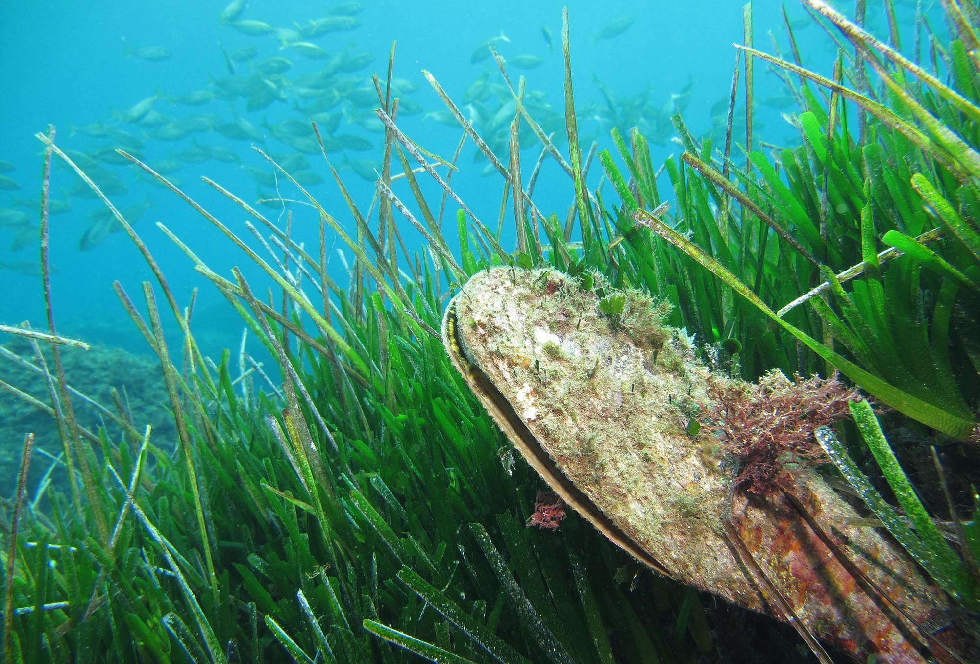 Biodiversity Loss In The Oceans Can Be Reversed Through Habitat Restoration