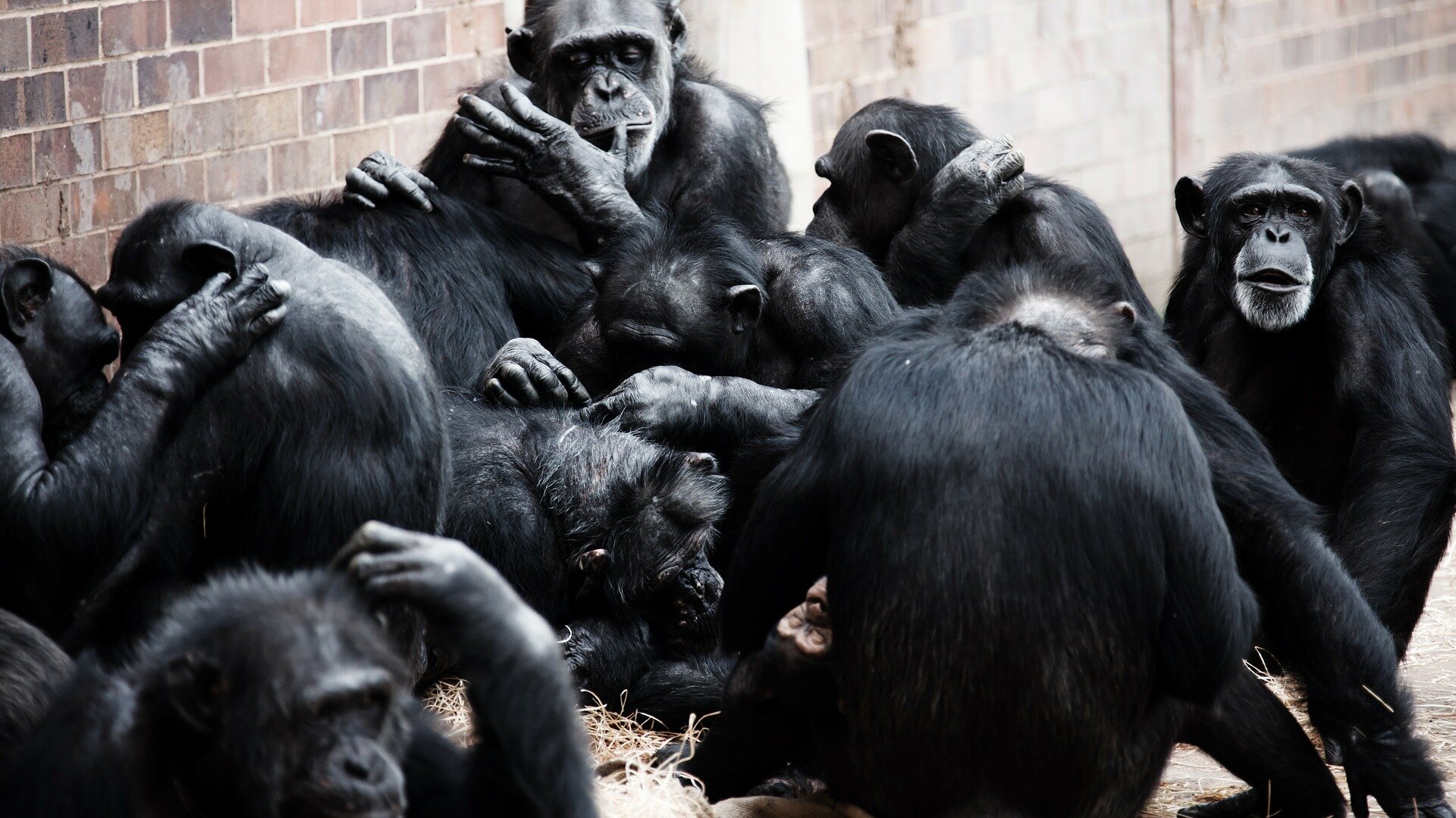 #Do apes have humor? Study shows that great apes playfully tease each other