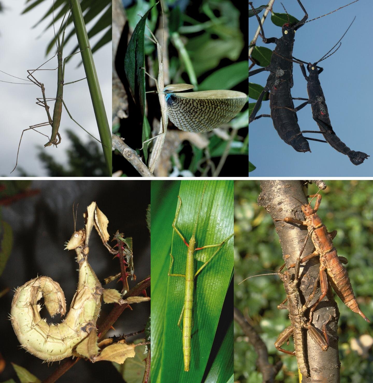 Was early stick insect evolution triggered by birds and mammals?