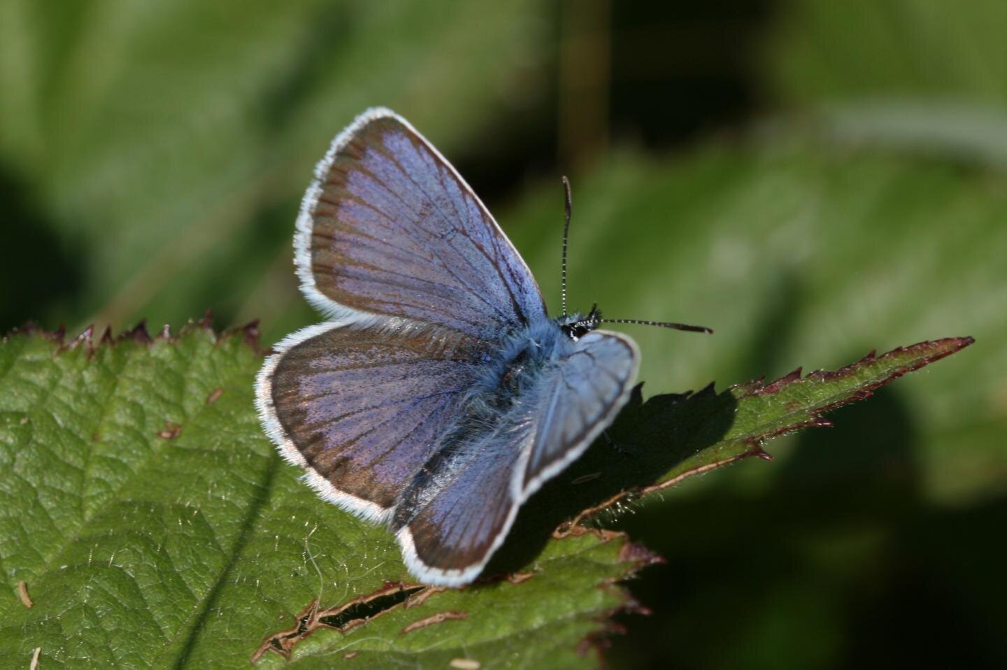 Scientists identify British butterflies most threatened by climate change - Phys.Org
