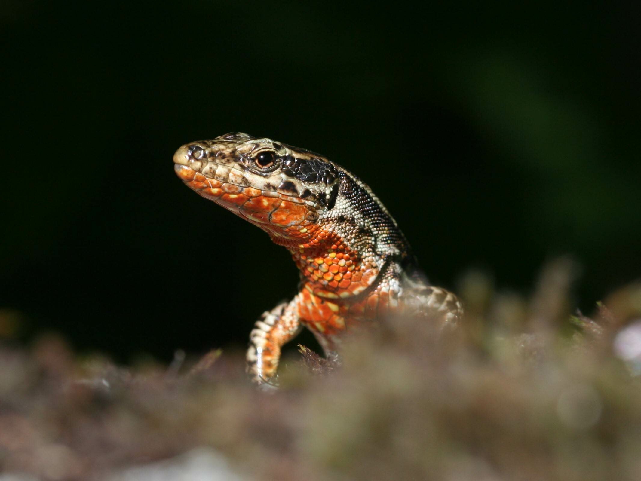 Two Genes Explain Variation In Color And Behavior In The Wall Lizard