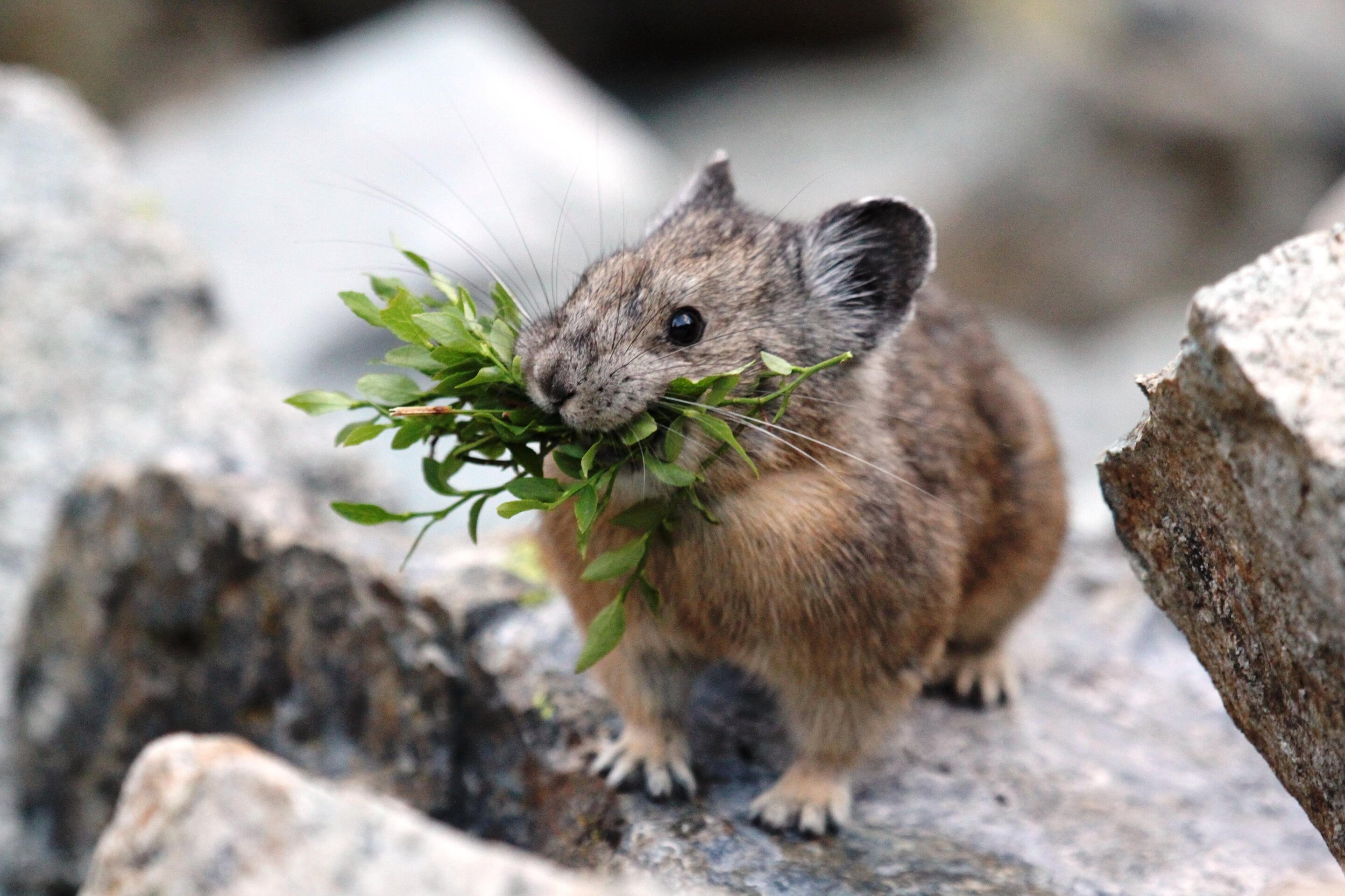Study: Geography, not genetics, influences American pika's response to  climate change