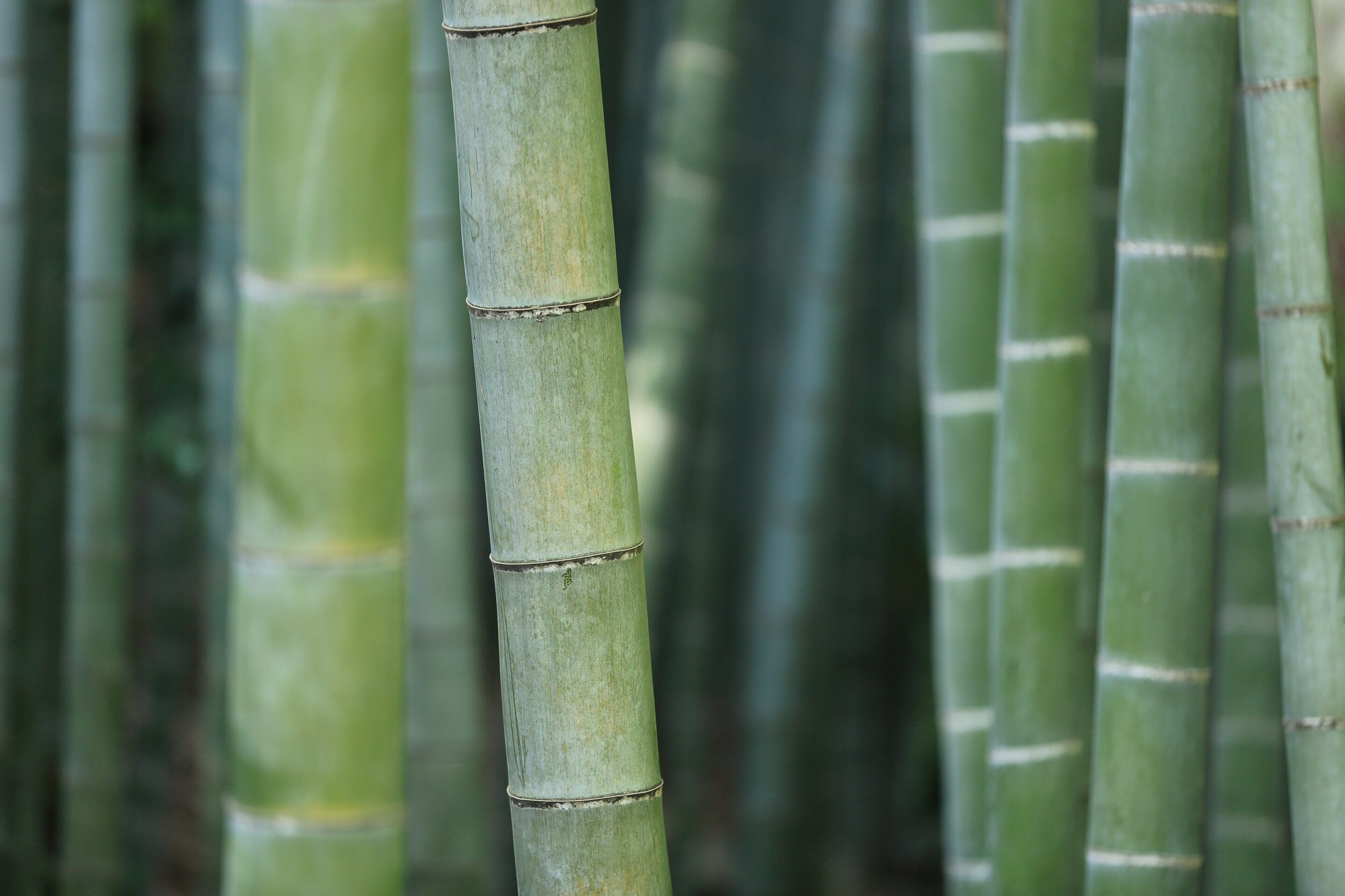 Visualizing Heat Flow in Bamboo Could Help Design More Energy-Efficient and Fire-Safe Buildings