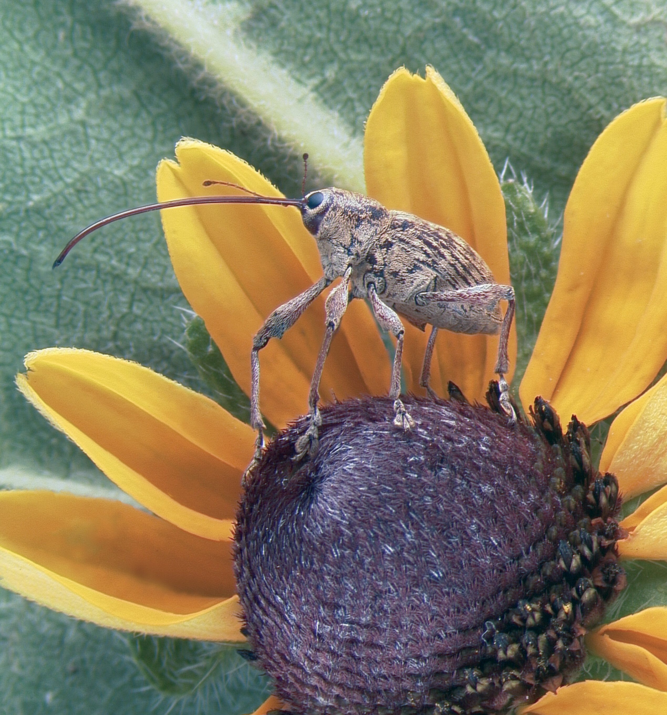 Researchers Find Secret Of Beetle Success Stolen Genes