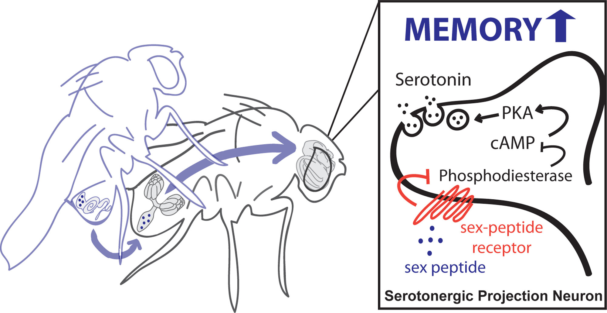 Peptide in male fruit fly semen found to enhance memory in females after mating photo