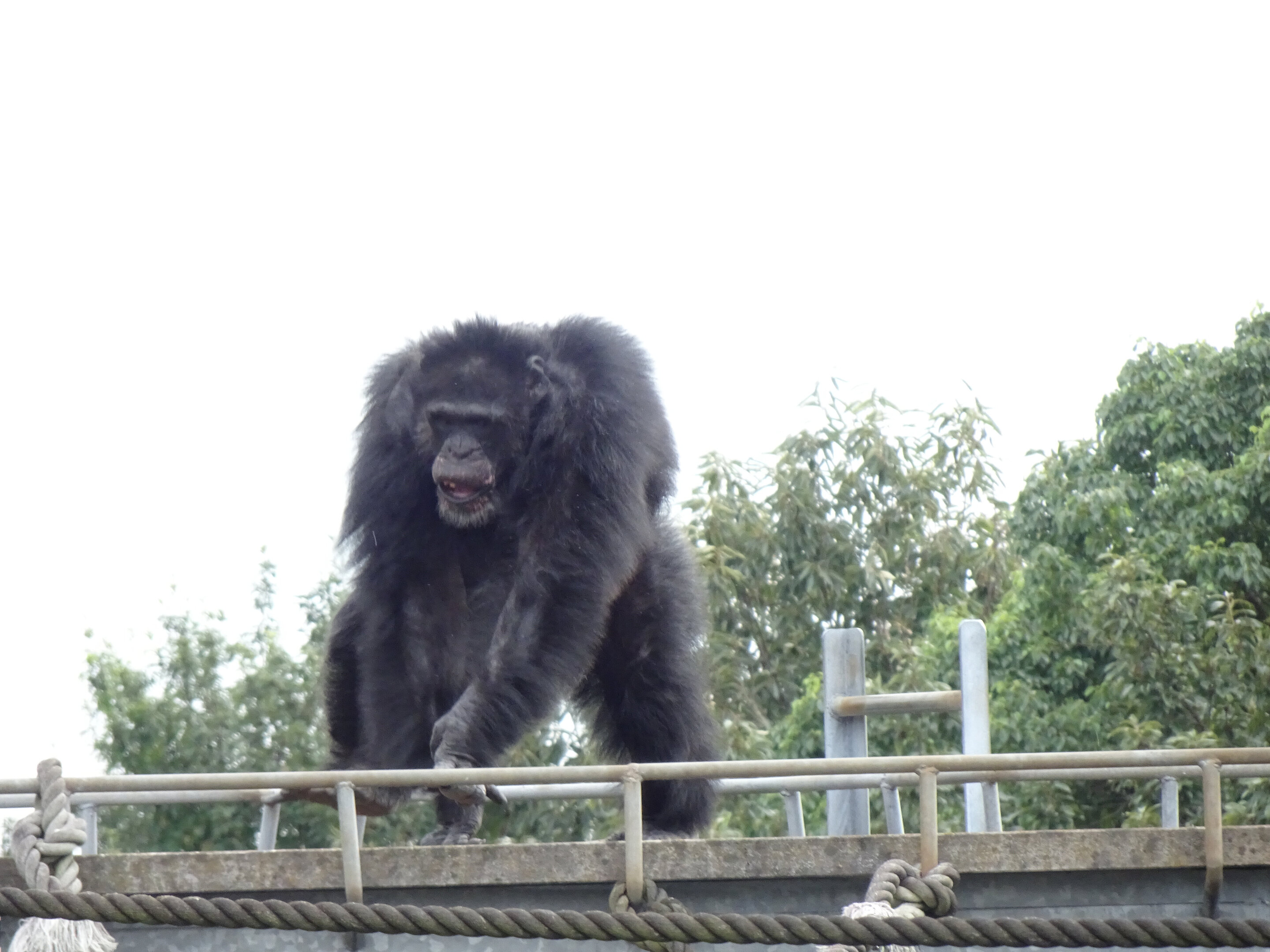 Шимпанзе Пан кун. Shimpanzelar. Dance Monkey. A Chimp can Dance картинки. I can dance chimp