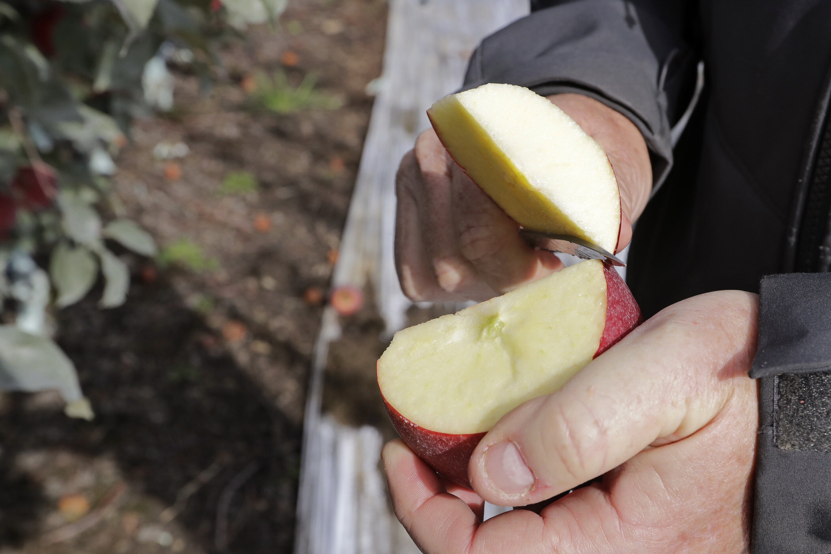An apple to lure even the fallen: Honeycrisp – sue's news