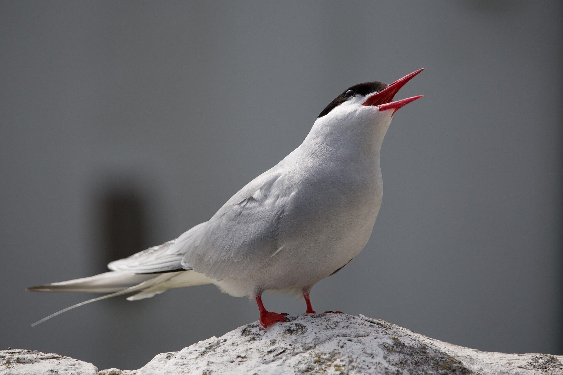 Arctic Terns’ Ability to Navigate Climate Hazards