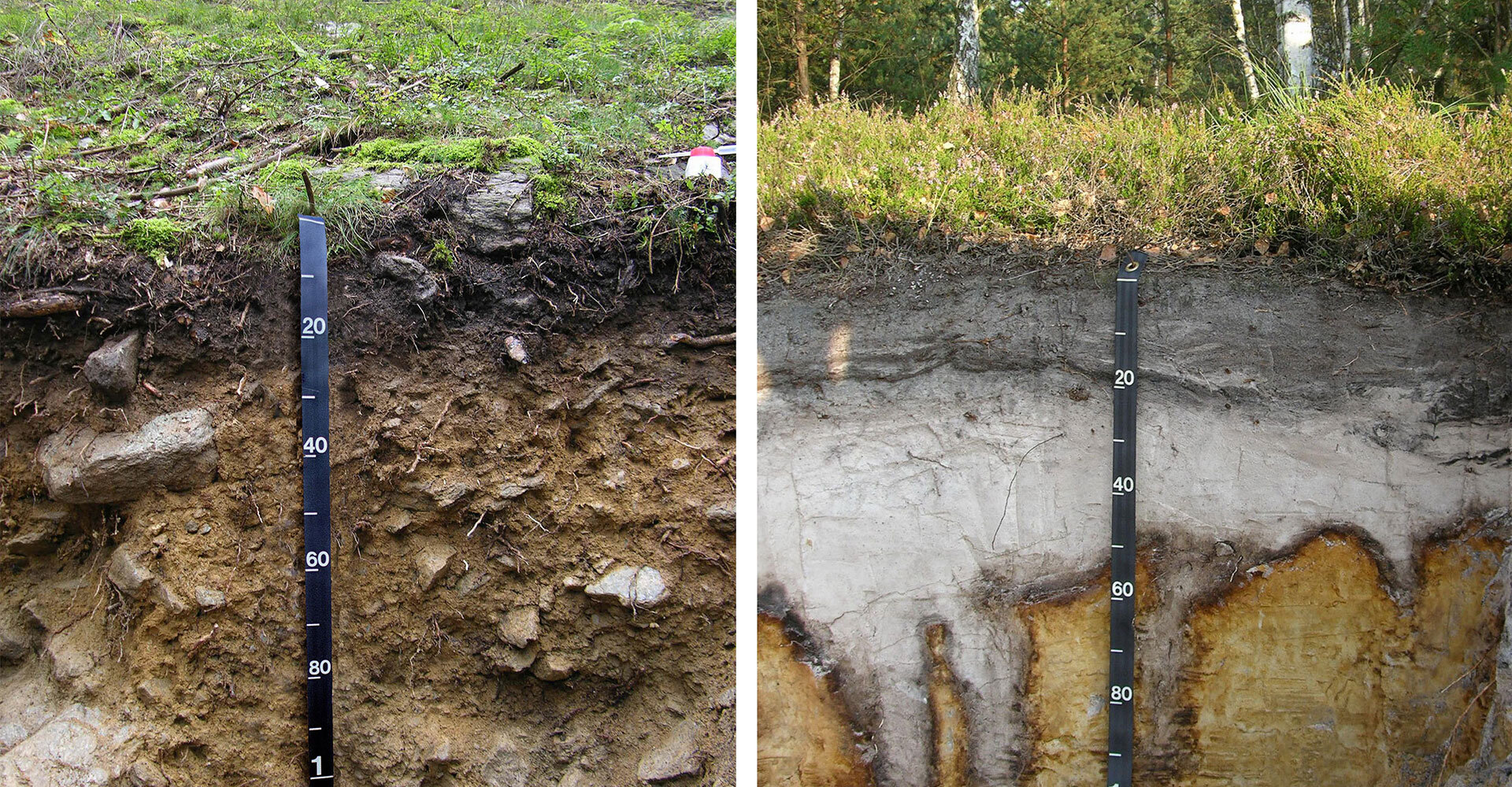 As a way to fight climate change, not all soils are created equal - Phys.org