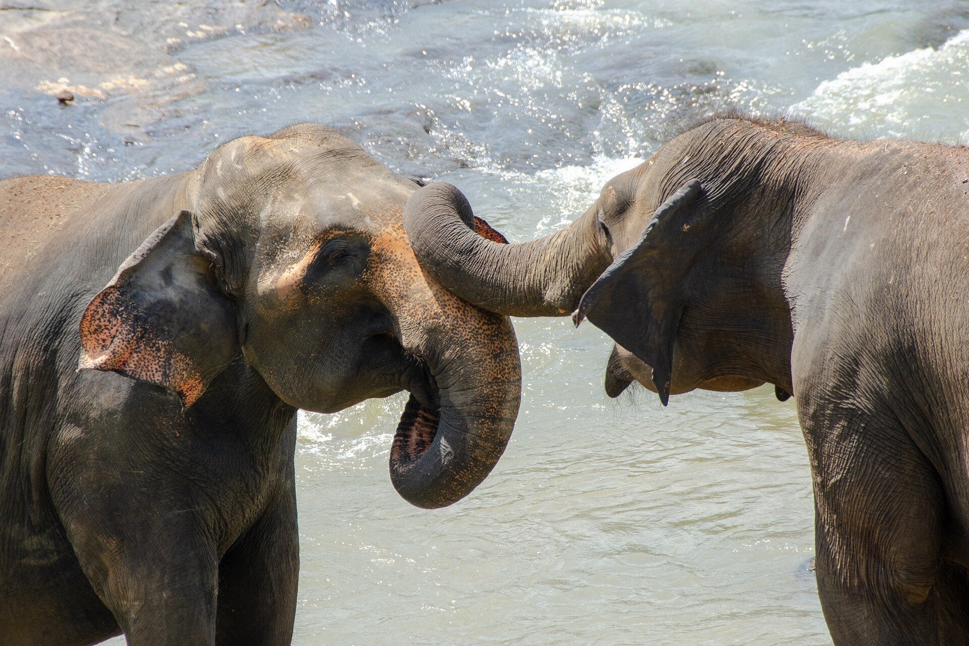Young Asian Elephants Form All Male Groups To Survive