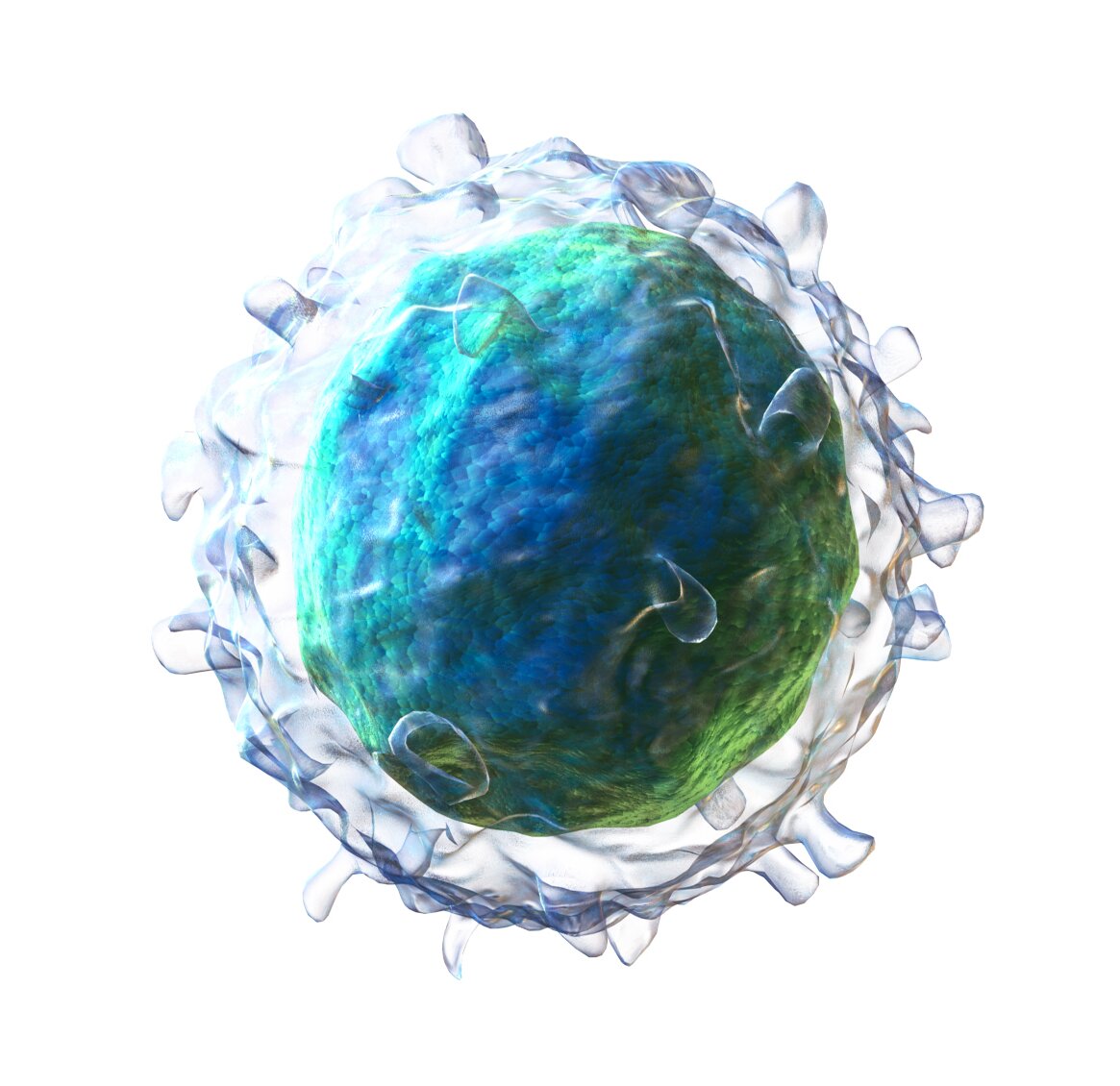 Research shows B cells can help fight infection, speed skin wound healing, and p..