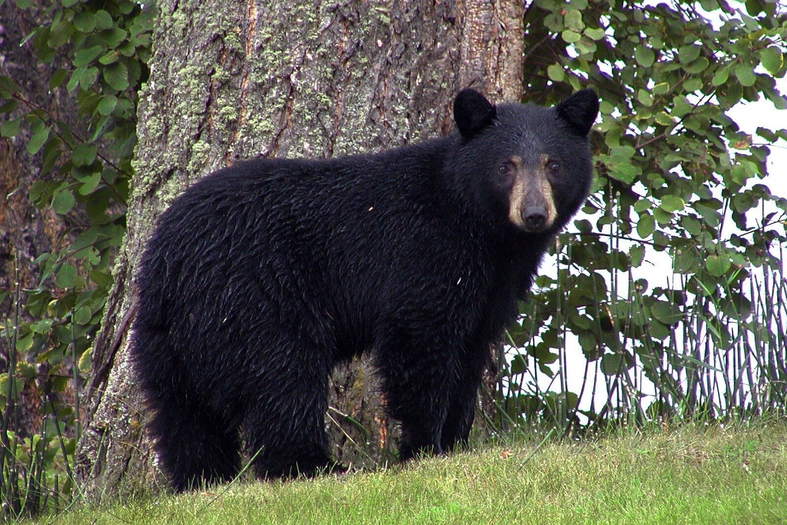 Florida's black bears remain offlimits from hunters, but only for now