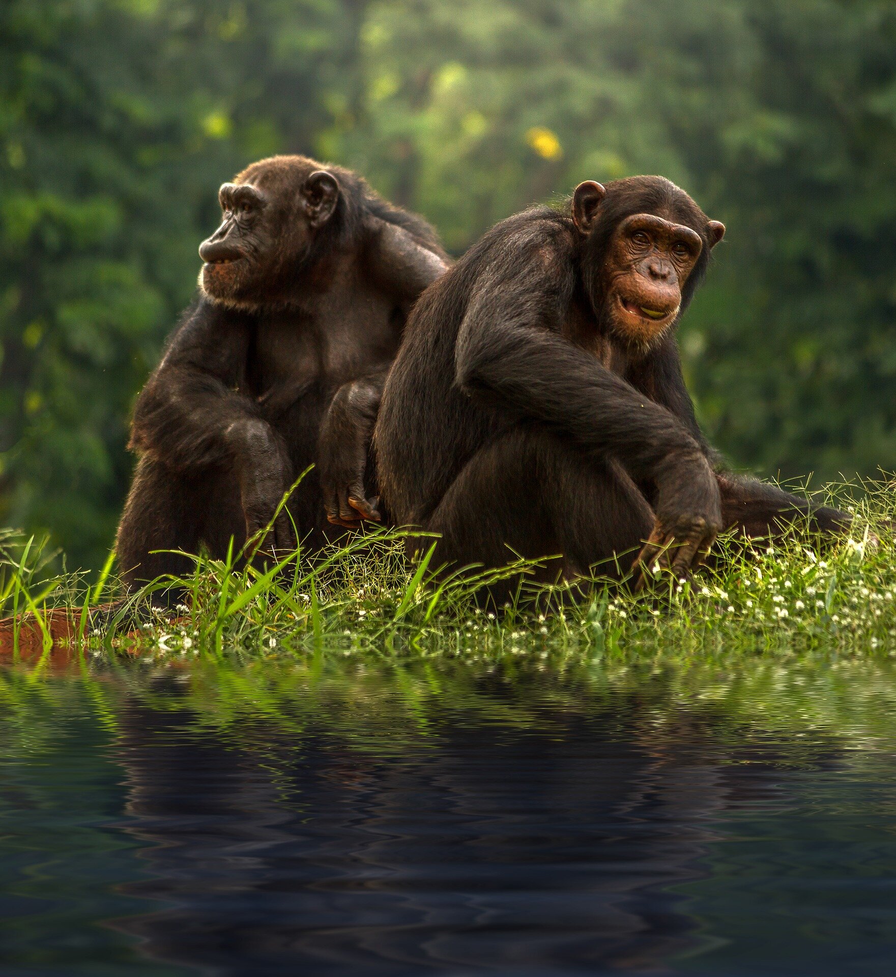 Chimps and bonobos can recognize long-lost friends and family for ...