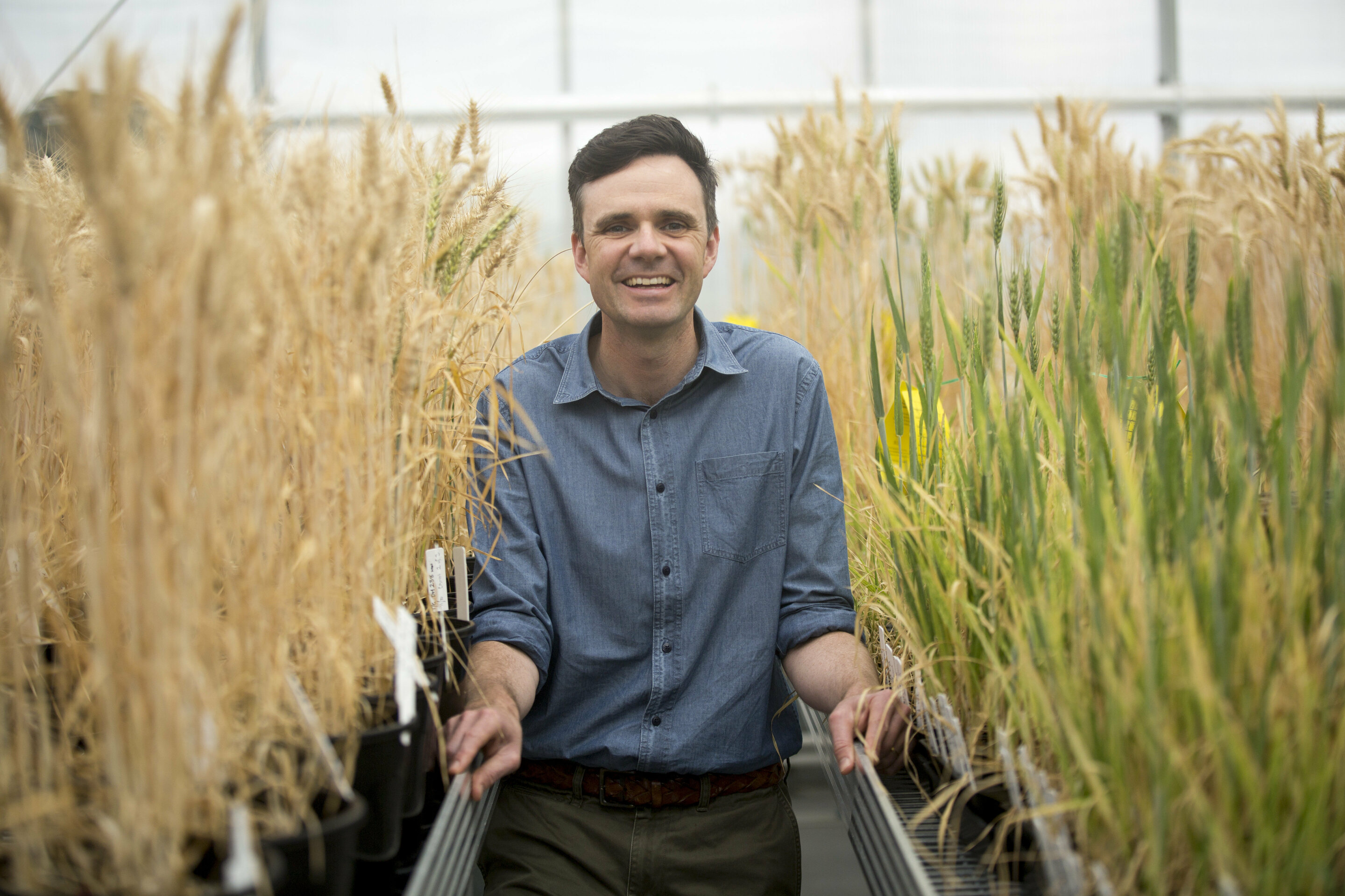 Researchers identify gene to help hybrid wheat breeding