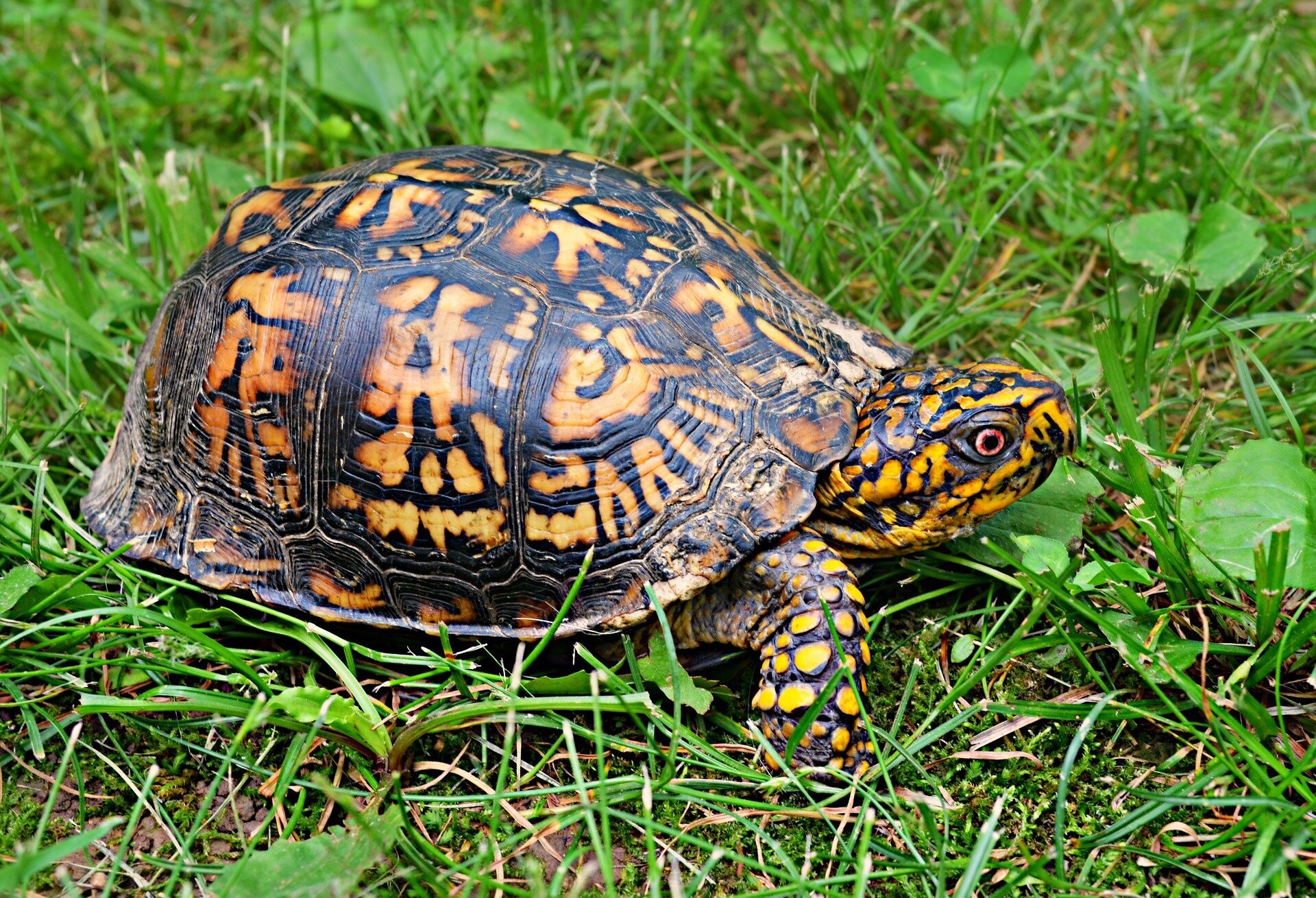 At Least 26 People Sickened by Salmonella Outbreak Linked to Turtles