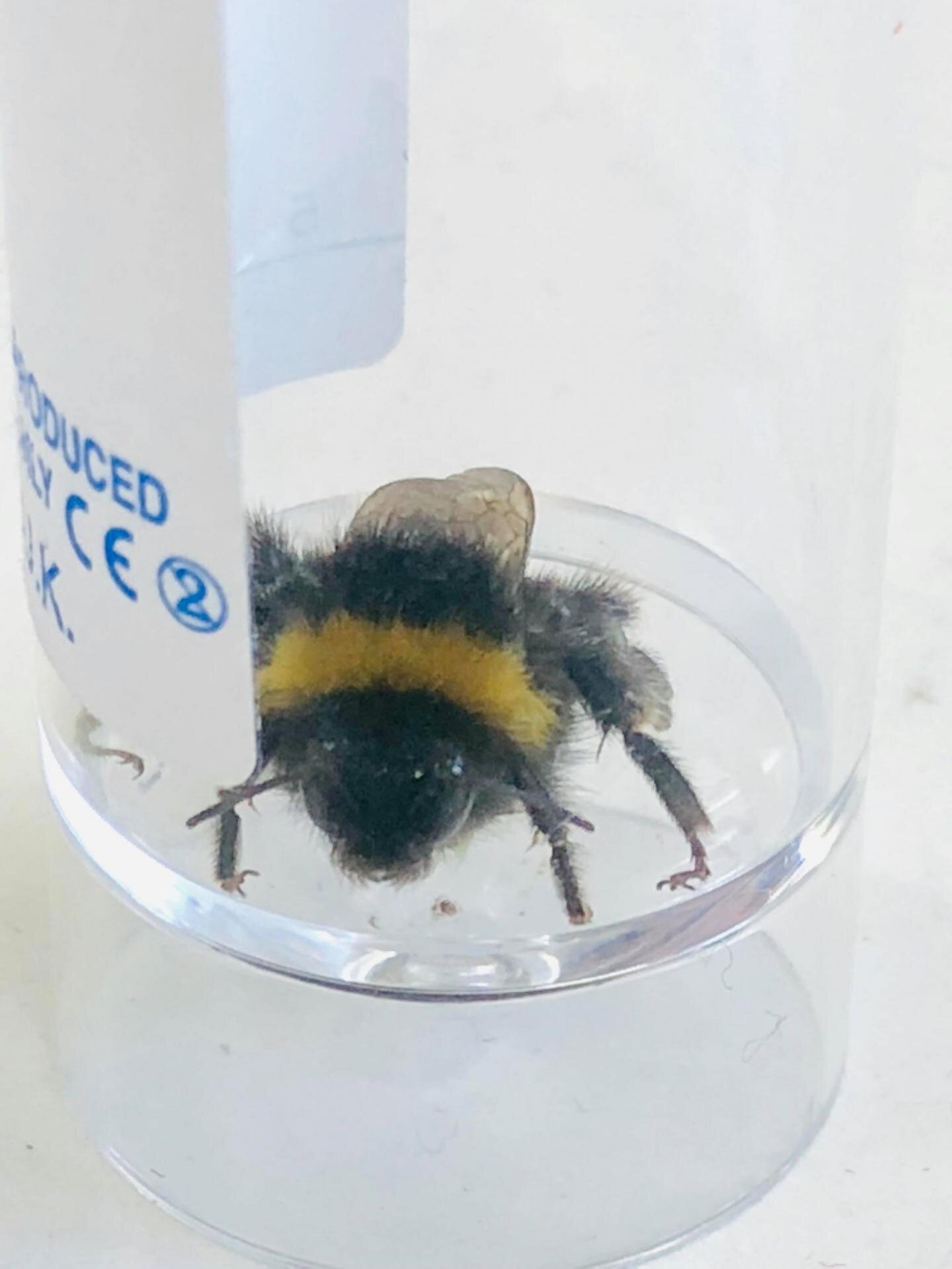 photo of Bumblebees exposed to Chernobyl-levels of radiation consume more nectar image