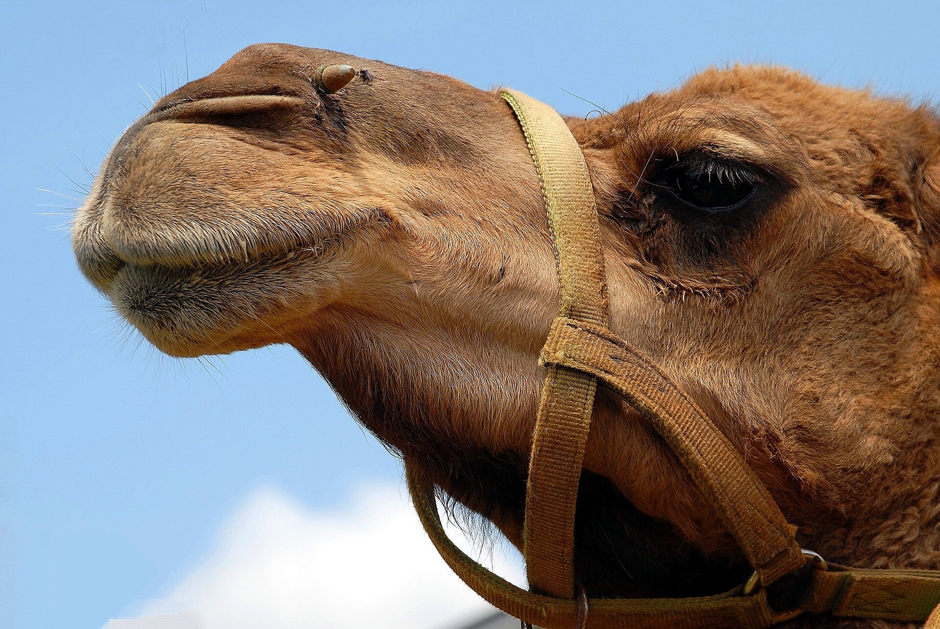 New Lactic Acid Bacteria Can Make African Camel Milk Safe.