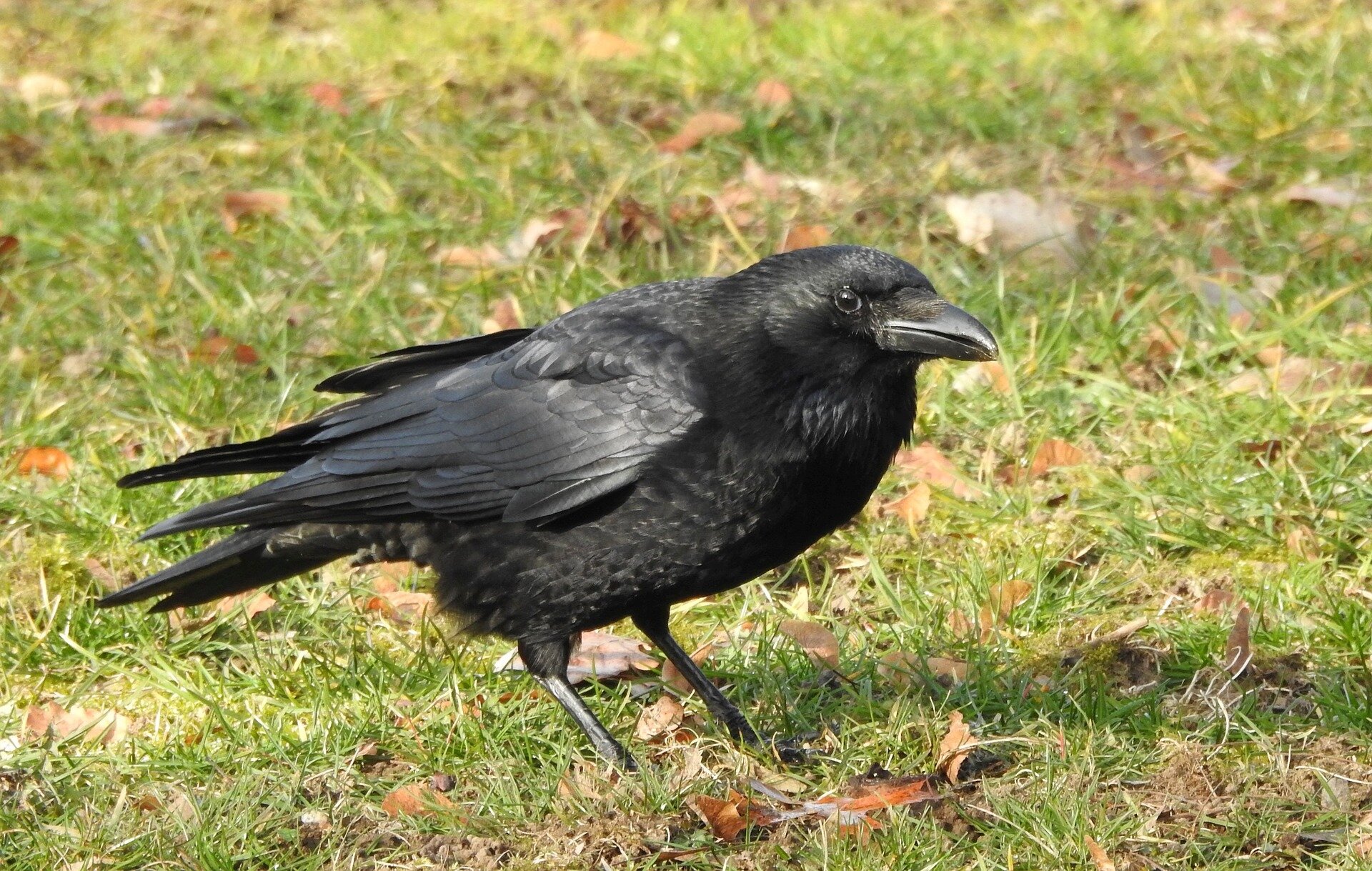 Researchers study corvid speciation in restricted zone where crow hybrids  thrive