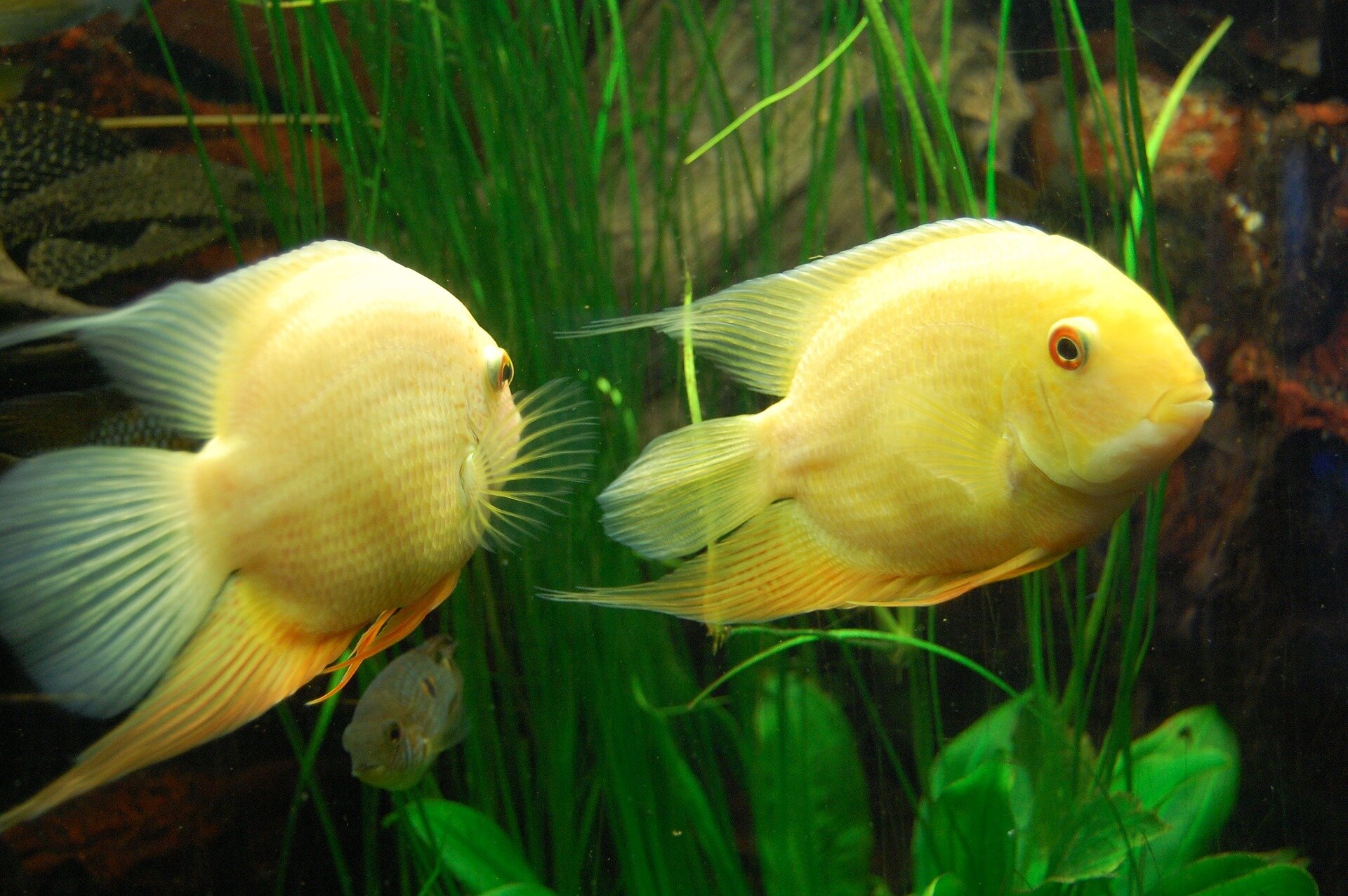 Monogamous fish found to show pessimistic bias when separated from mate