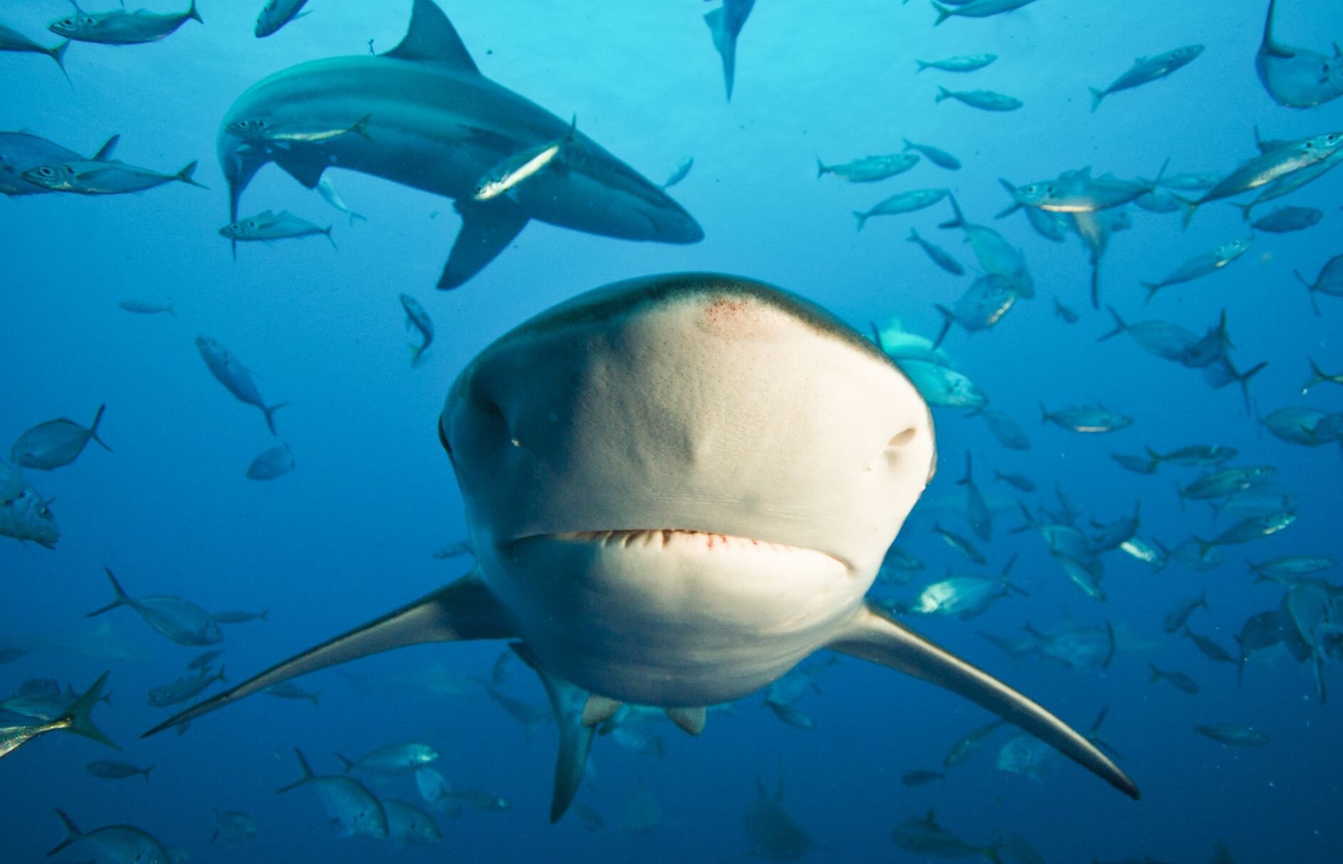 Six Ways Fishermen Keep Shark Fishing Sustainable  NOAA Fisheries