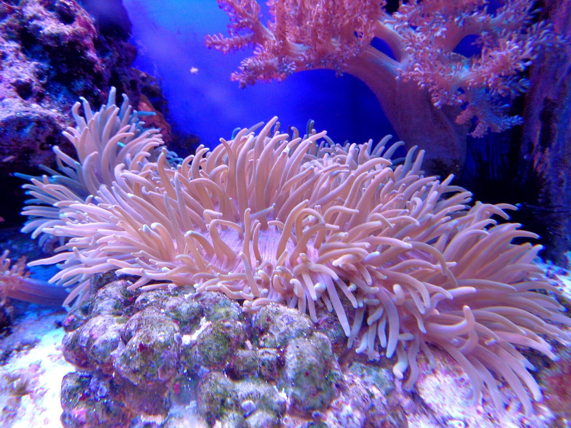 NASA’s NeMO-Net video game helps researchers understand the health of the global coral reef