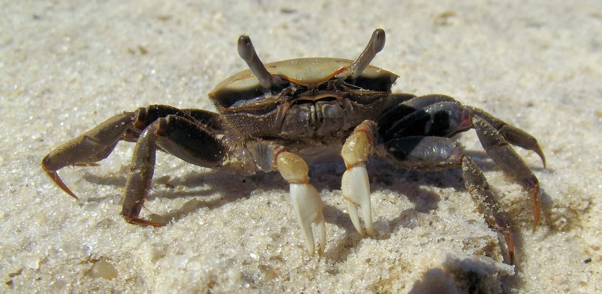Sand fiddler crabs have home advantage in competition for breeding
