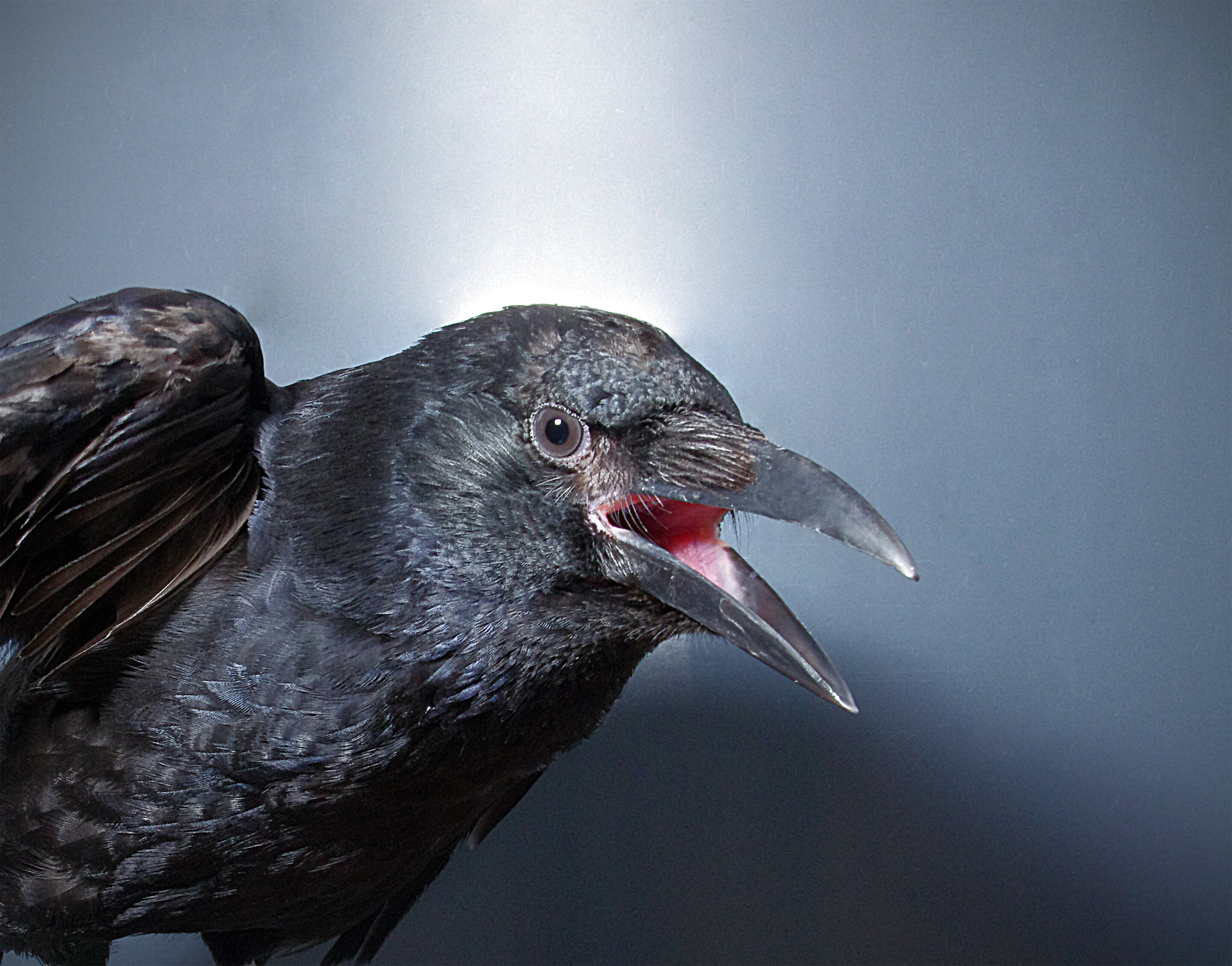 Crows Consciously Control Their Calls 